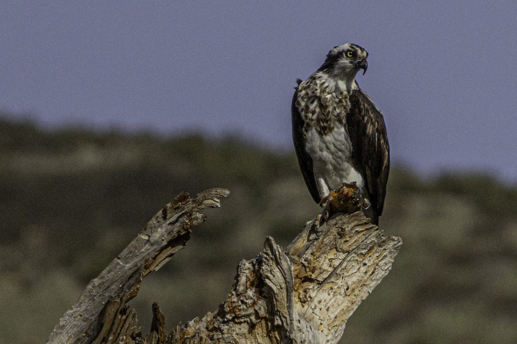 web.steigmann.osprey.jpg