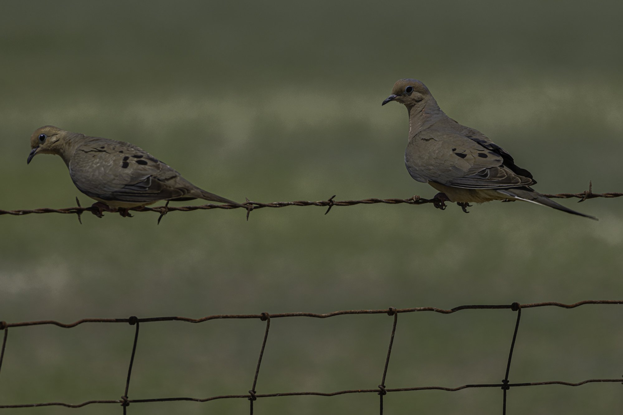 web.steigmann.30-6.jpg