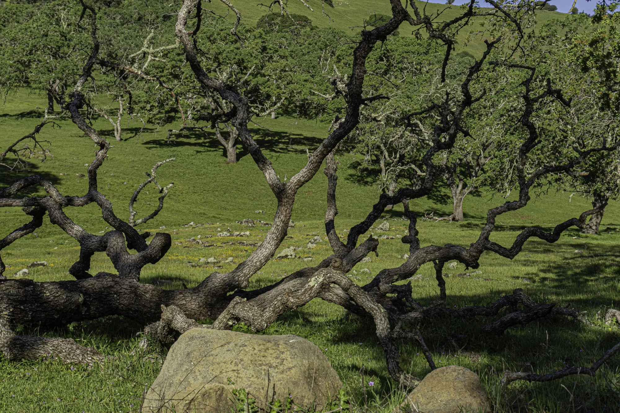 Landscape color-50.jpg
