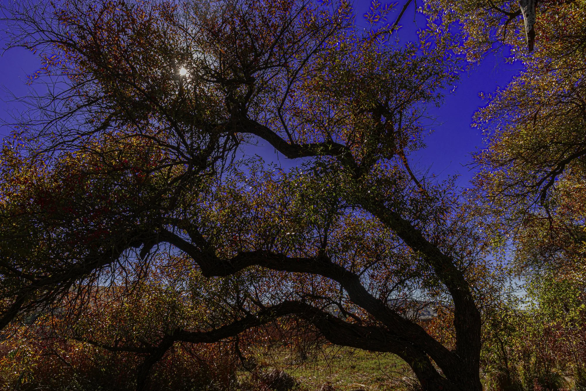 Landscape color-6.jpg
