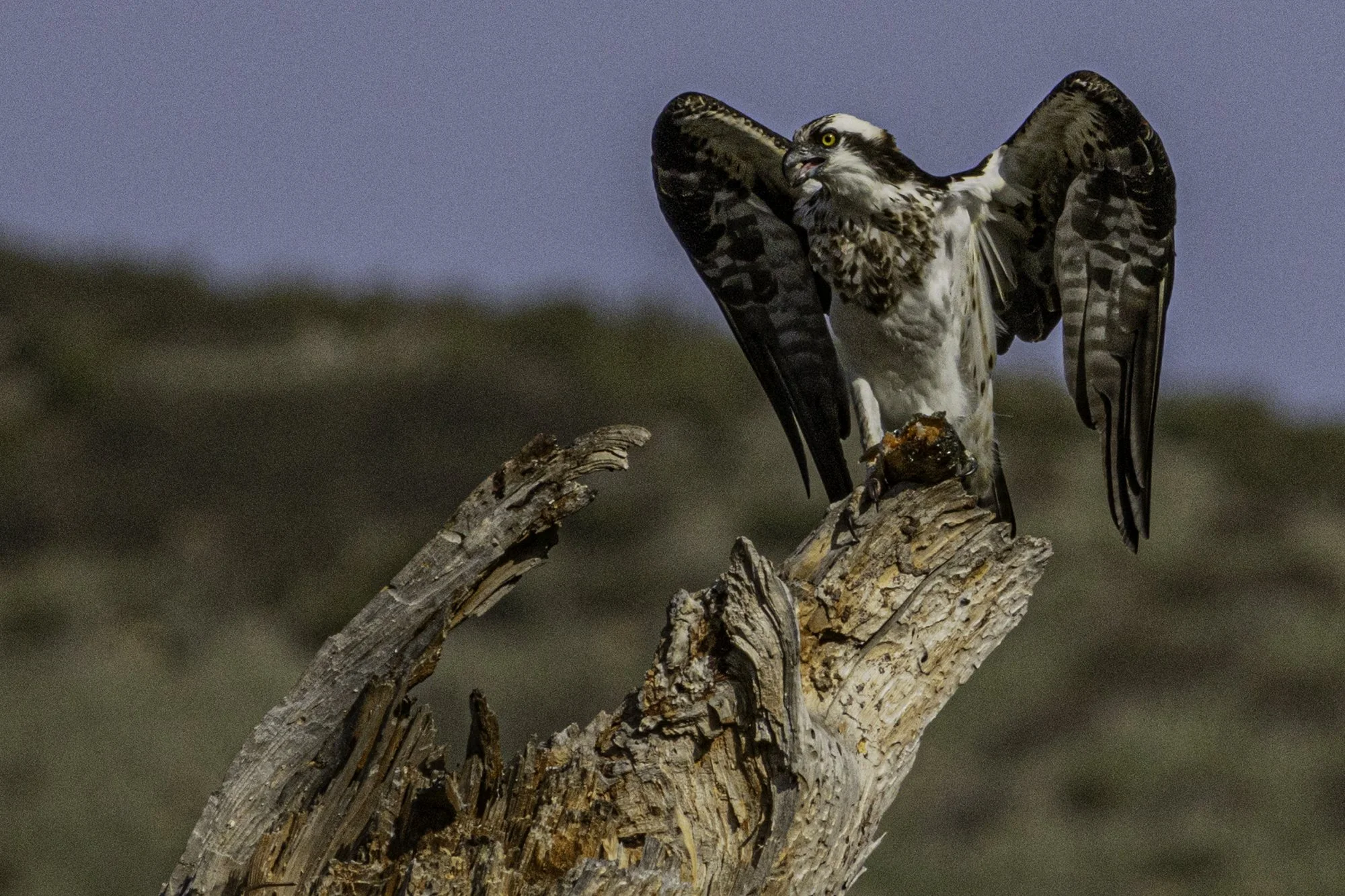 web.steigmann.osprey-3.jpg