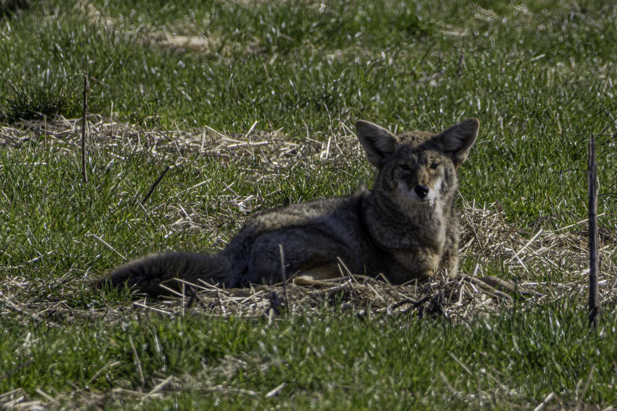 web.steigmann.coyote2.jpg