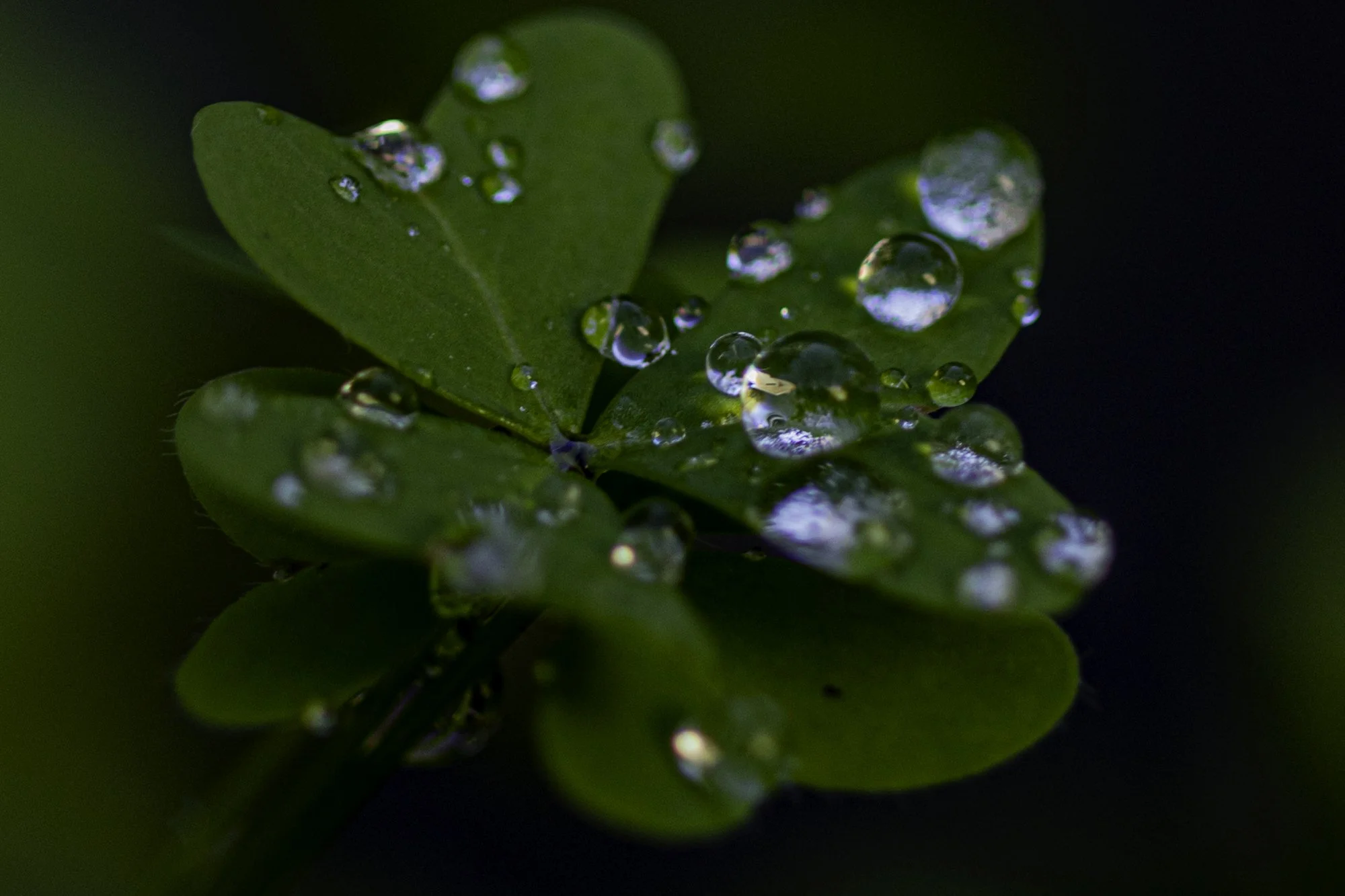 web.steigmann.20-4.jpg