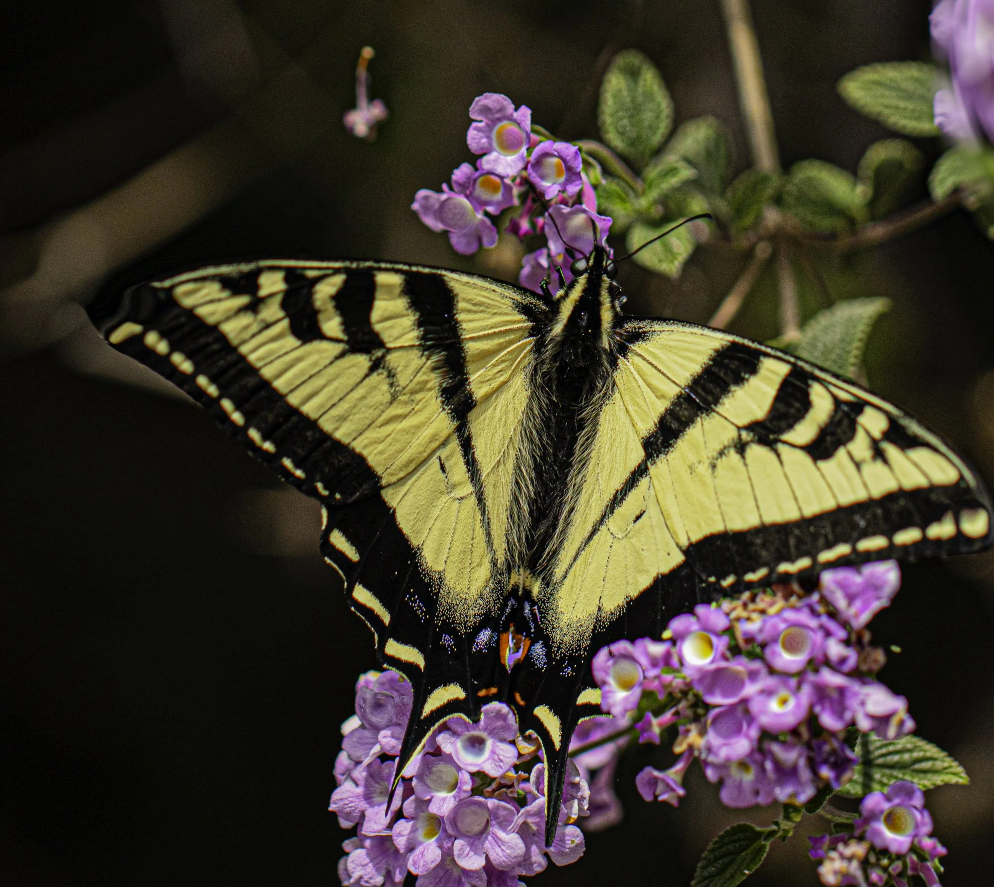 web.steigmann.butterfly.jpg