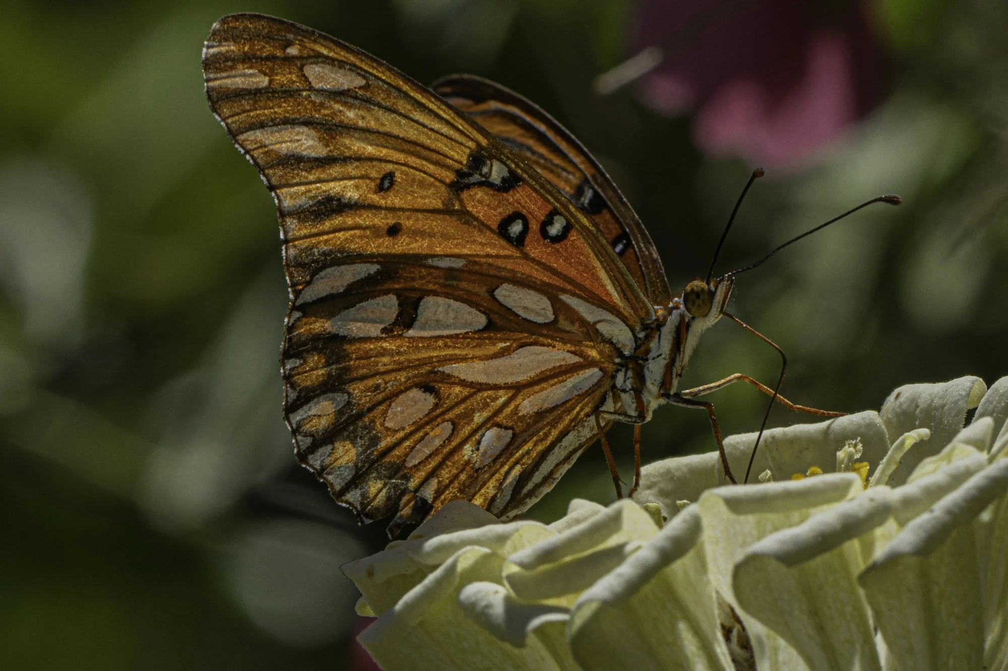 web.steigmann.30-9.jpg