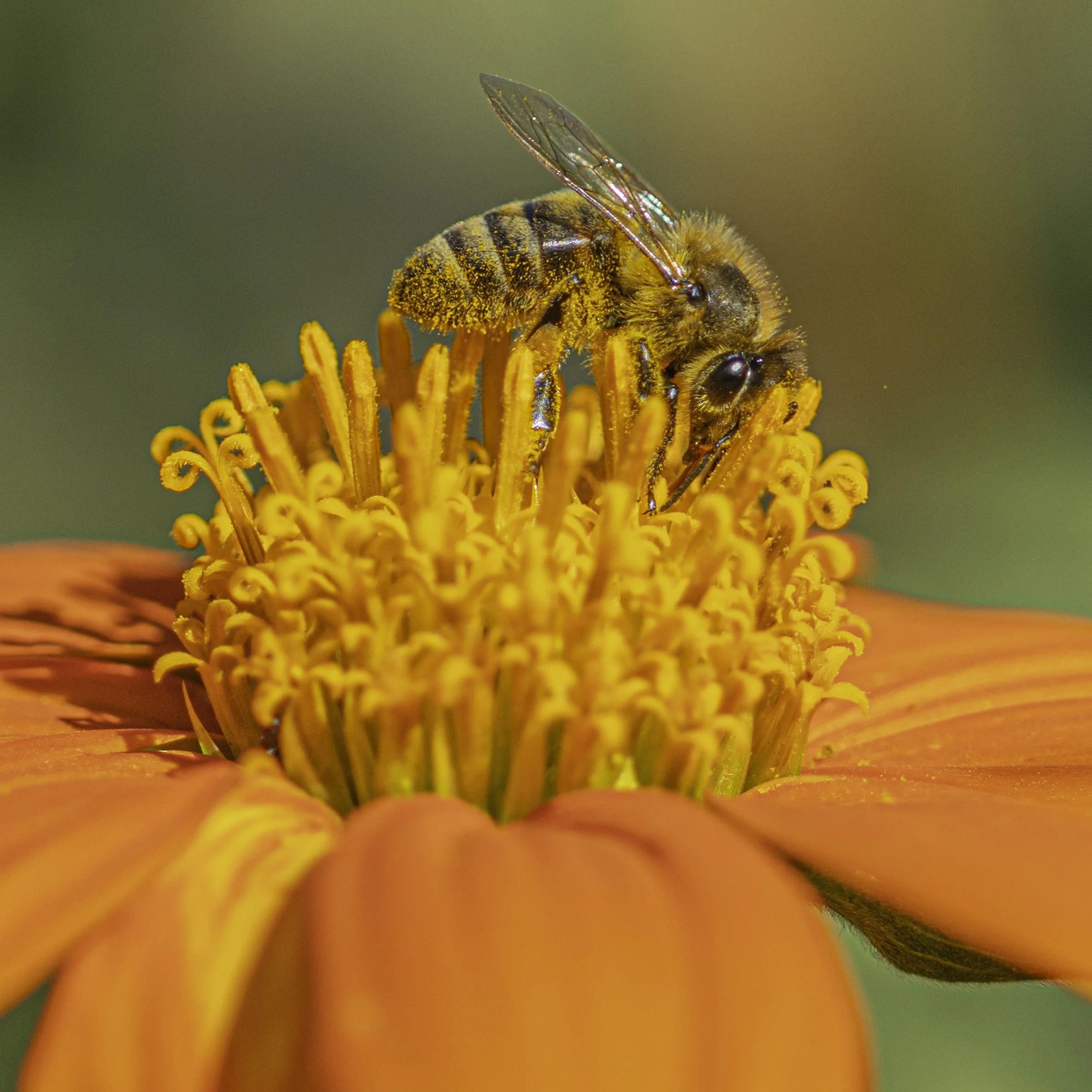bee.jpg