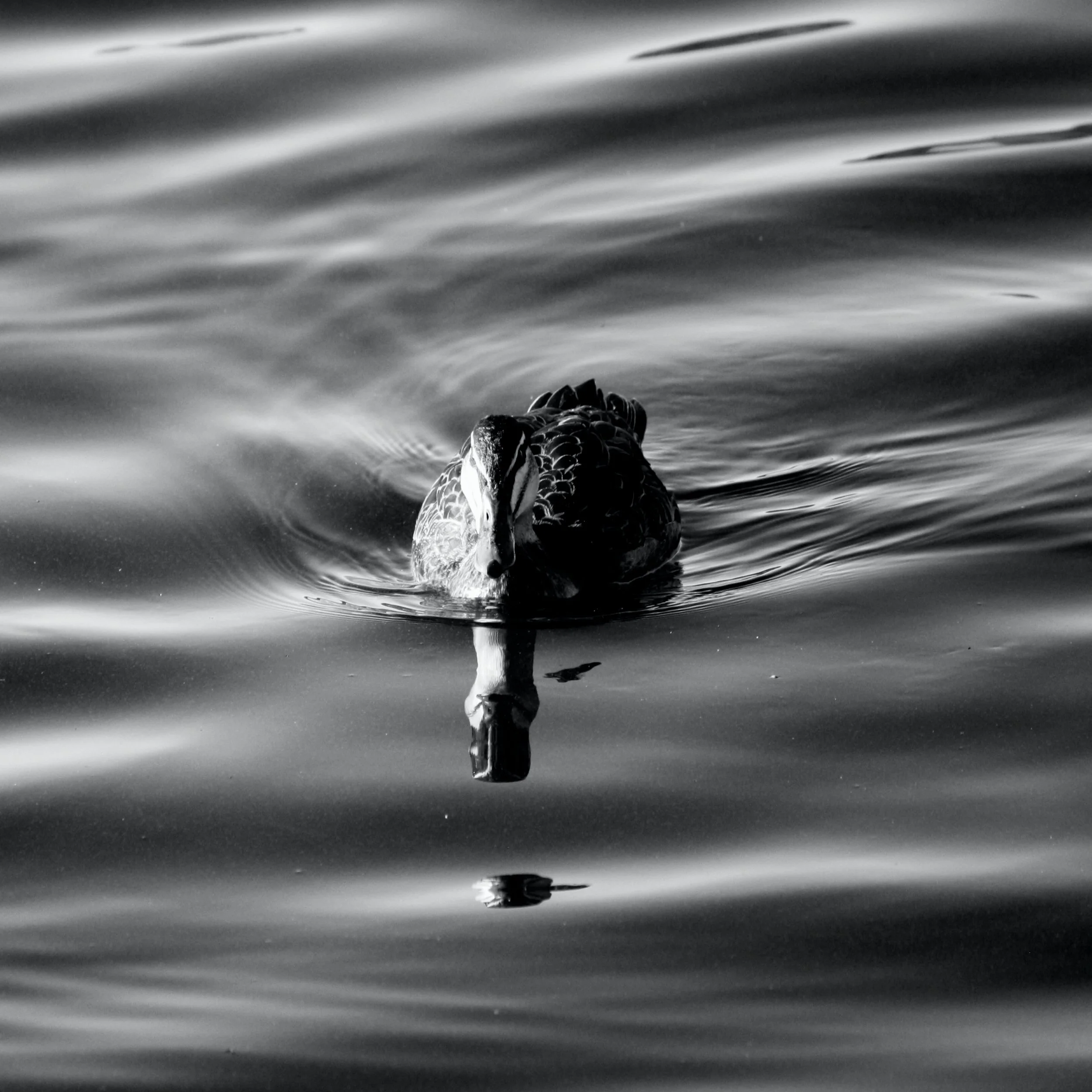 Ripples BW 2.jpg