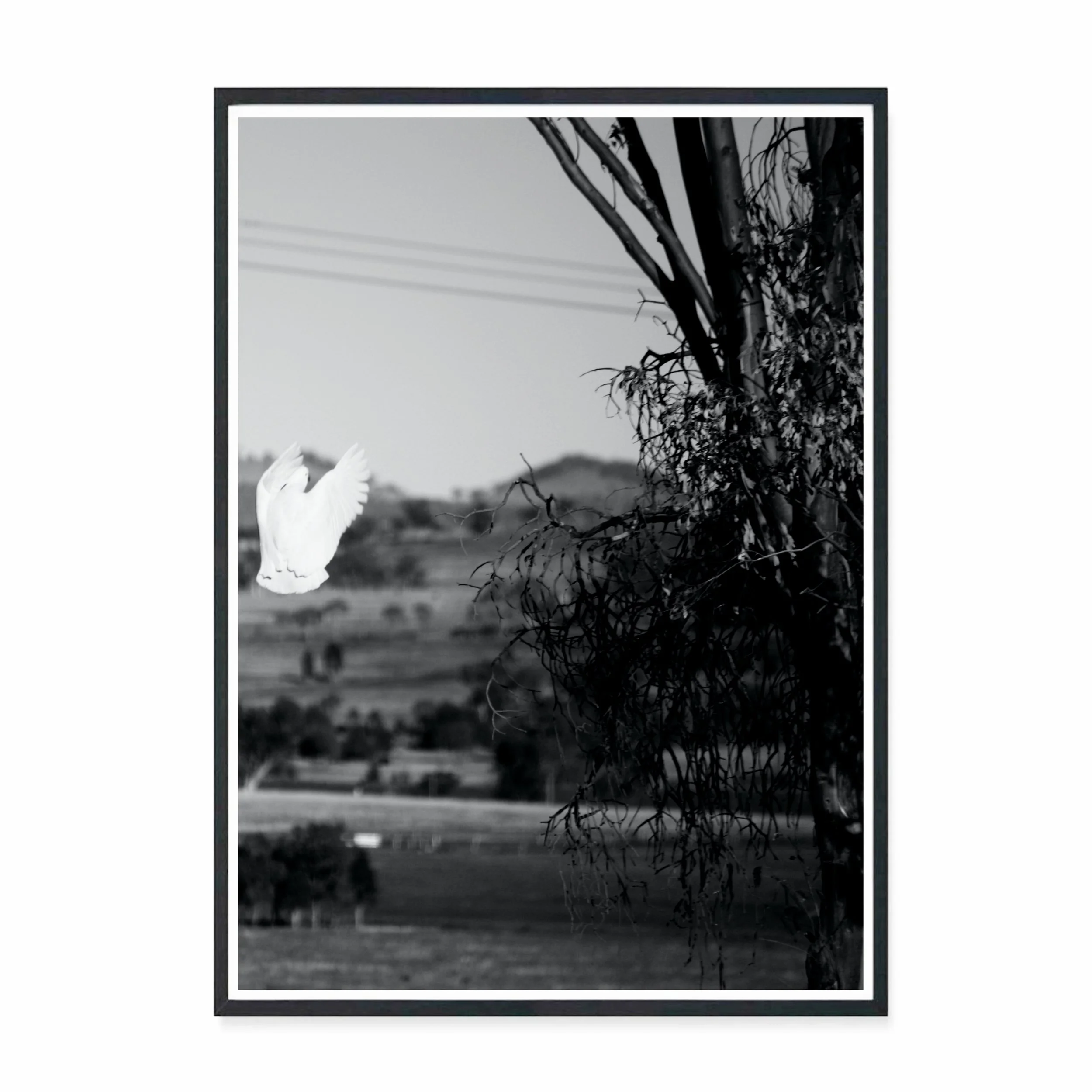 Land BW.jpg