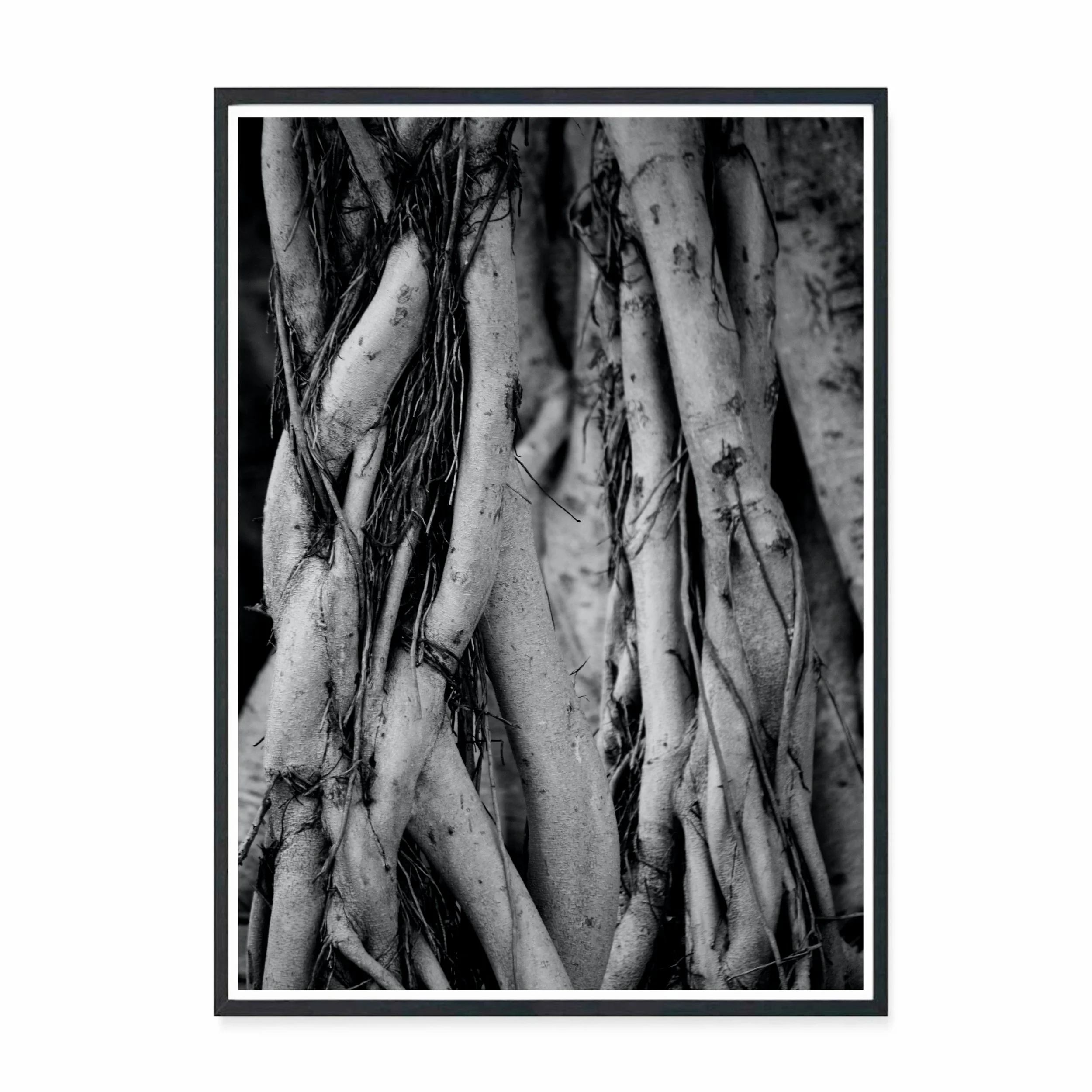 Tangle BW.jpg