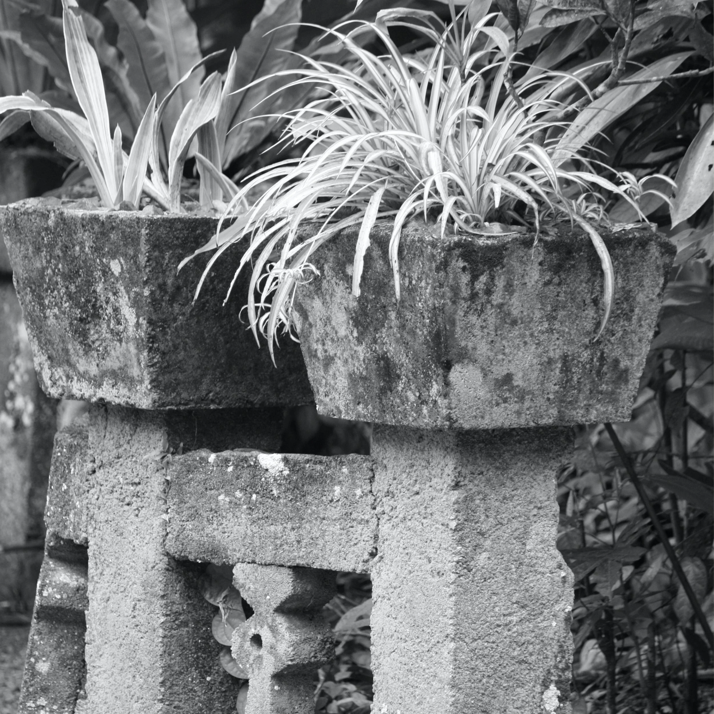 Paronella Pots bw 2.jpg