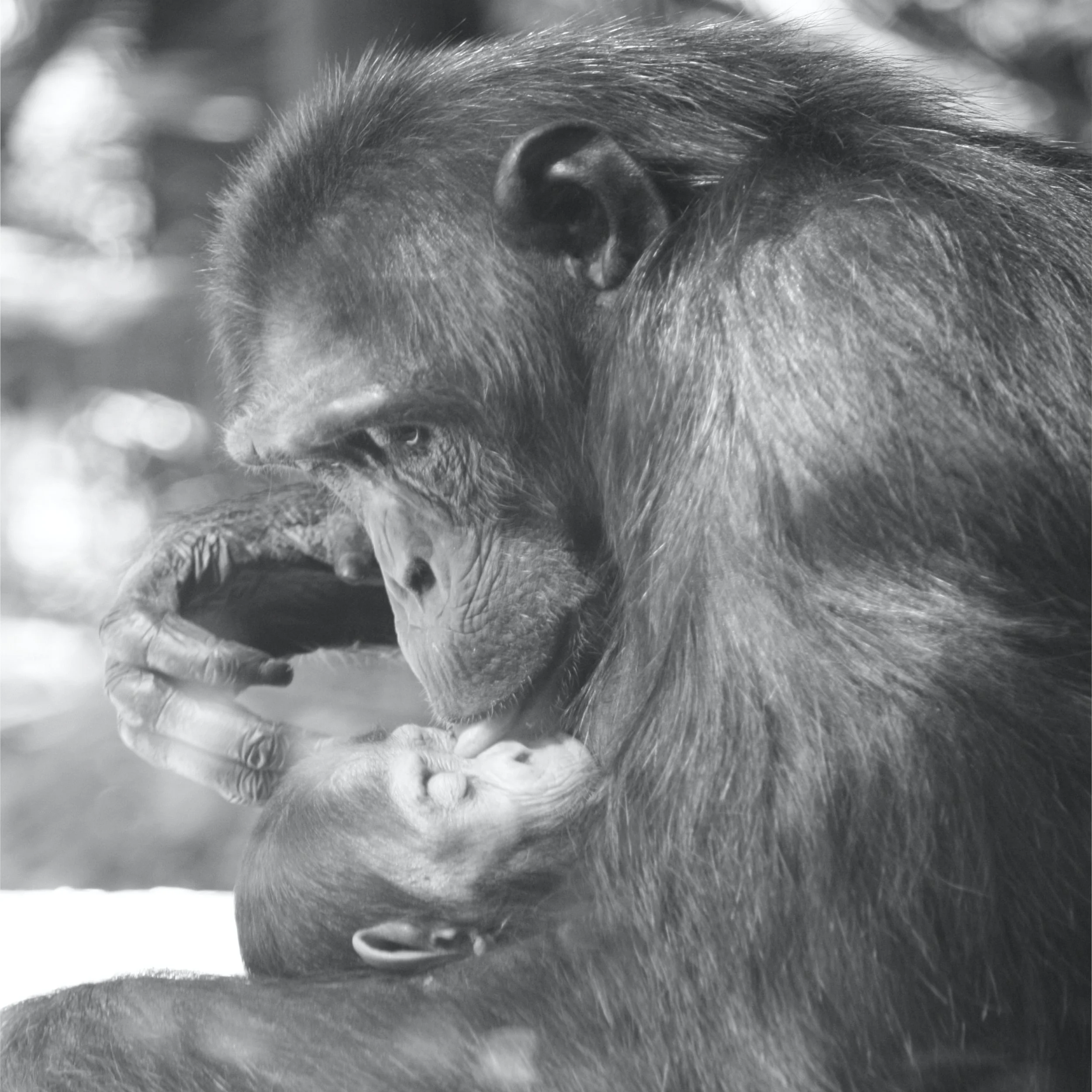 Maternal Instinct 2.jpg