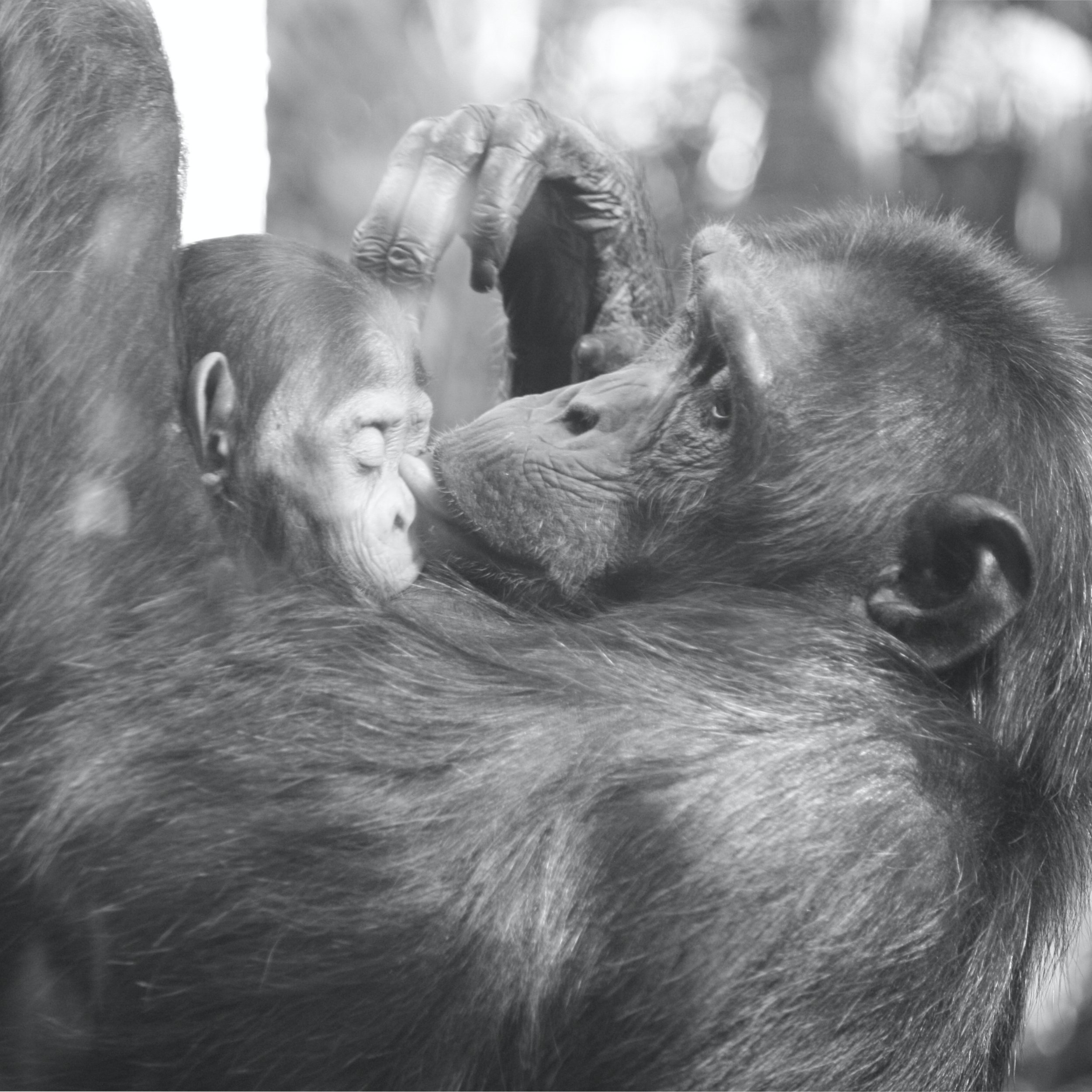 Maternal Instinct II 2.jpg