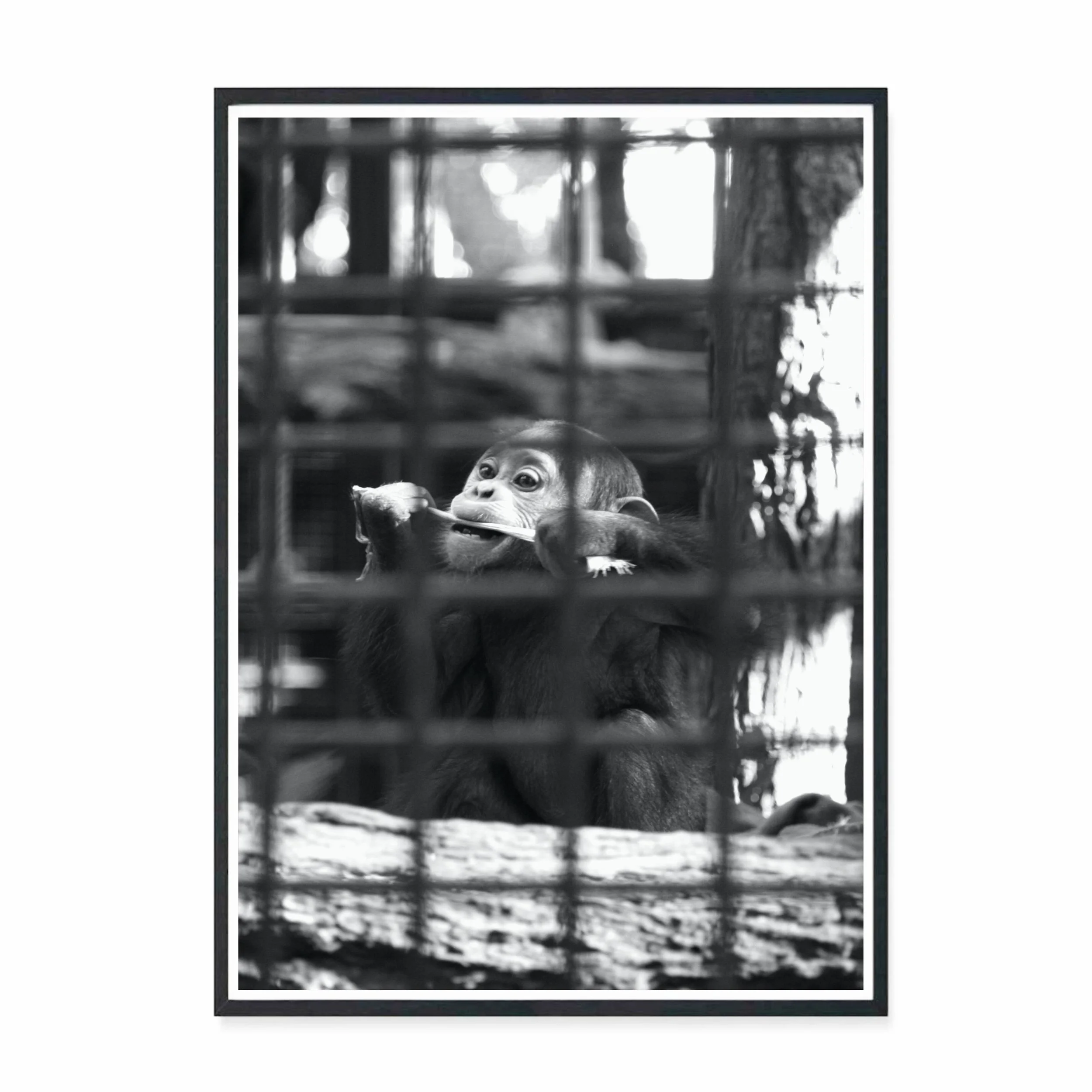 Chimp.jpg