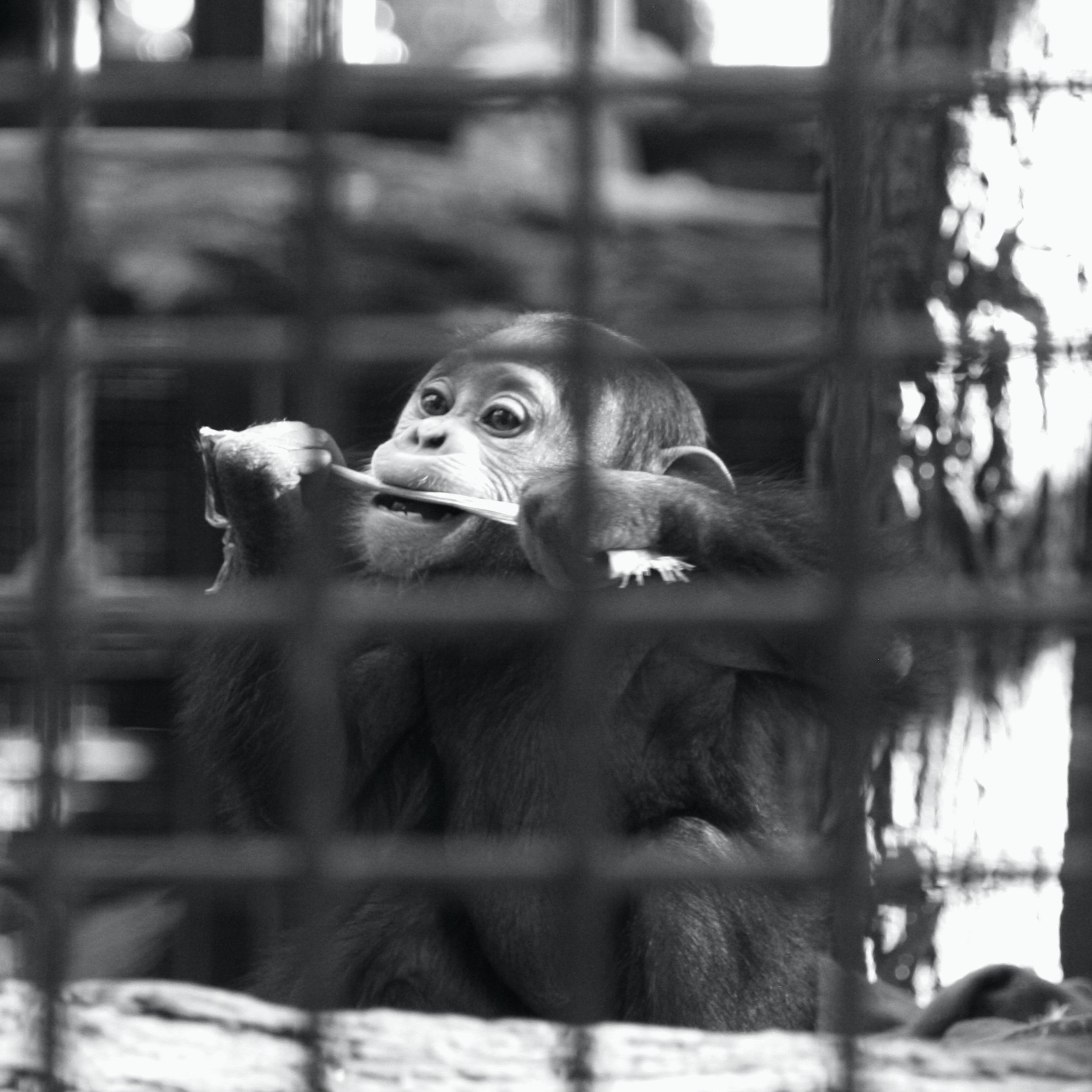 Chimp 2.jpg