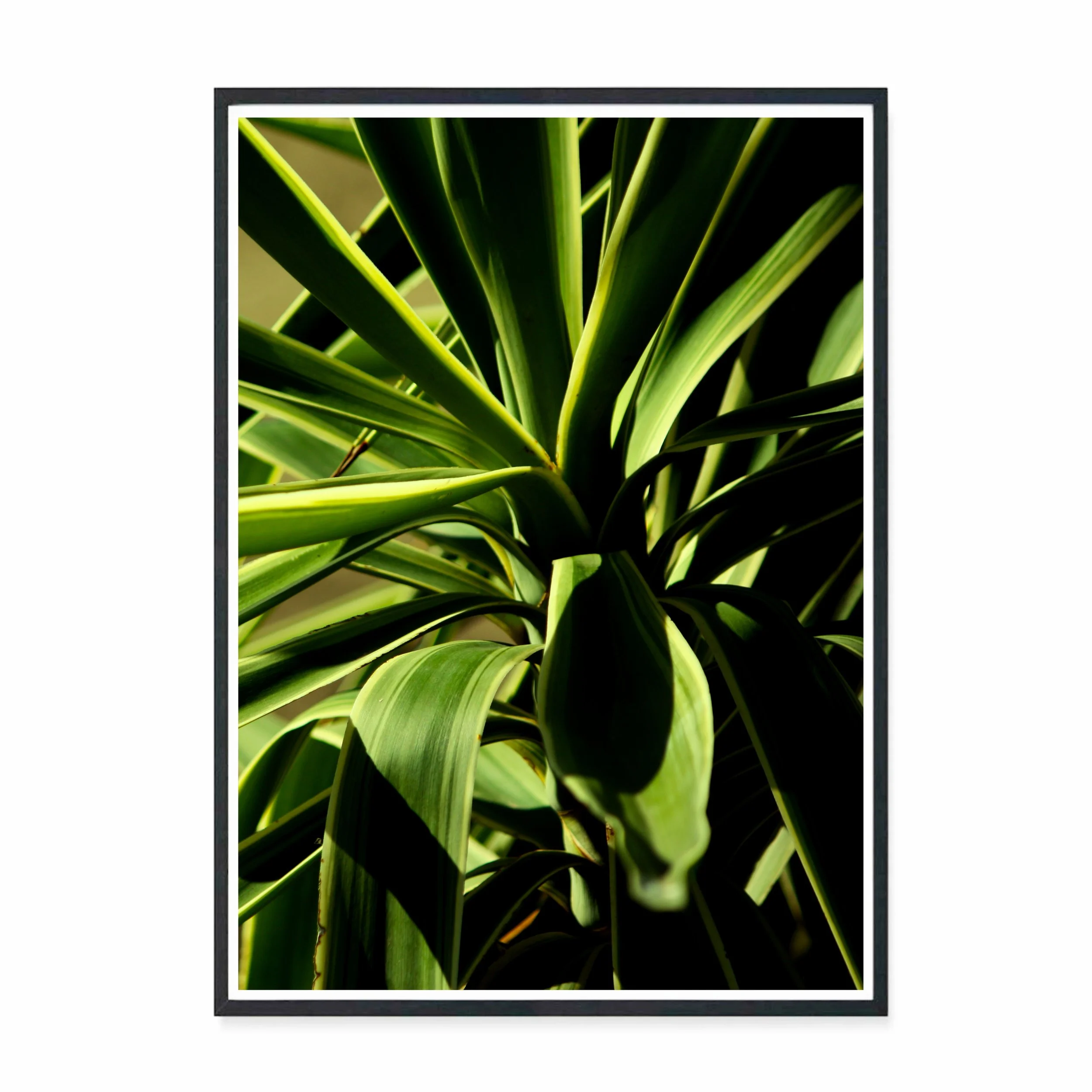 Yucca I.jpg
