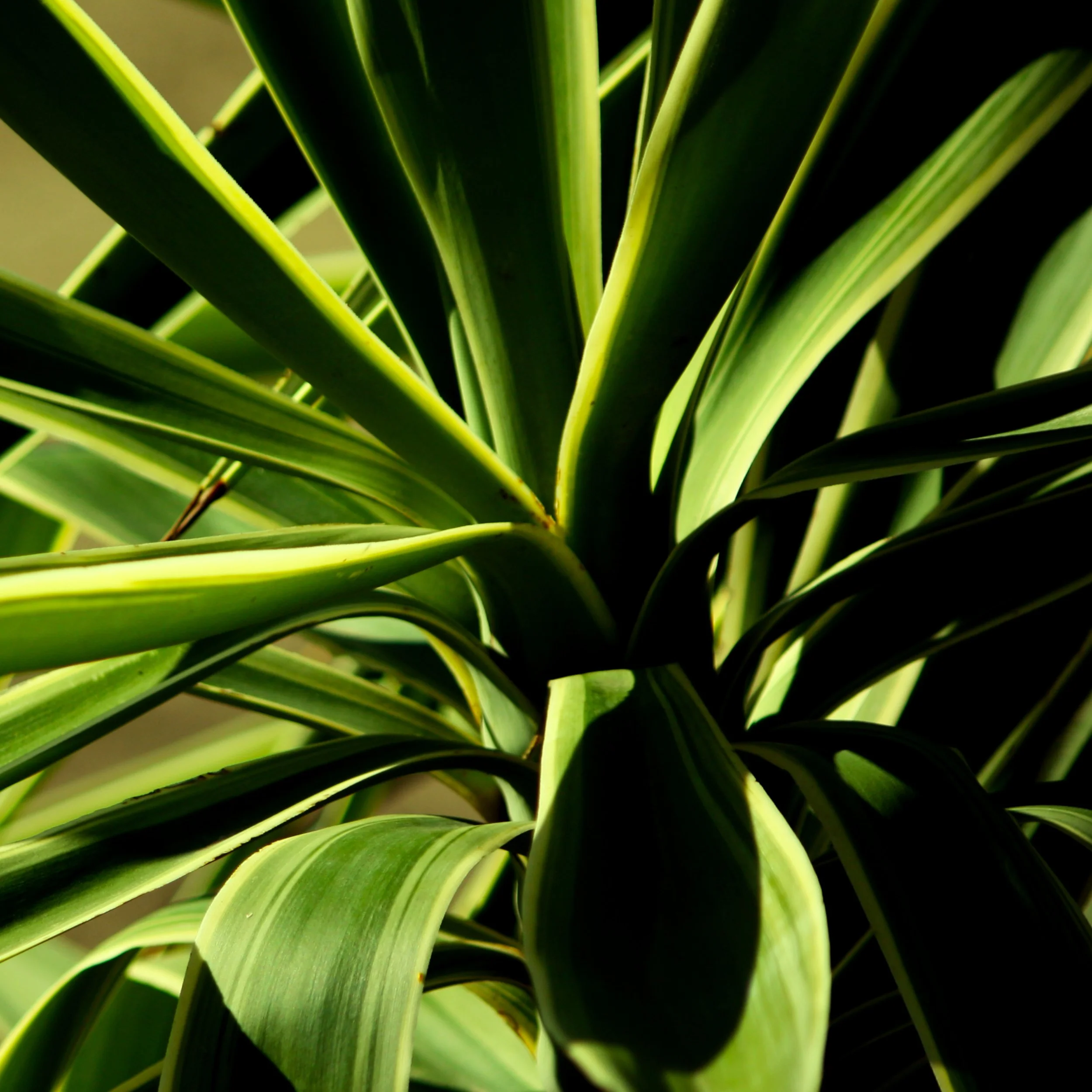 Yucca I 2.jpg