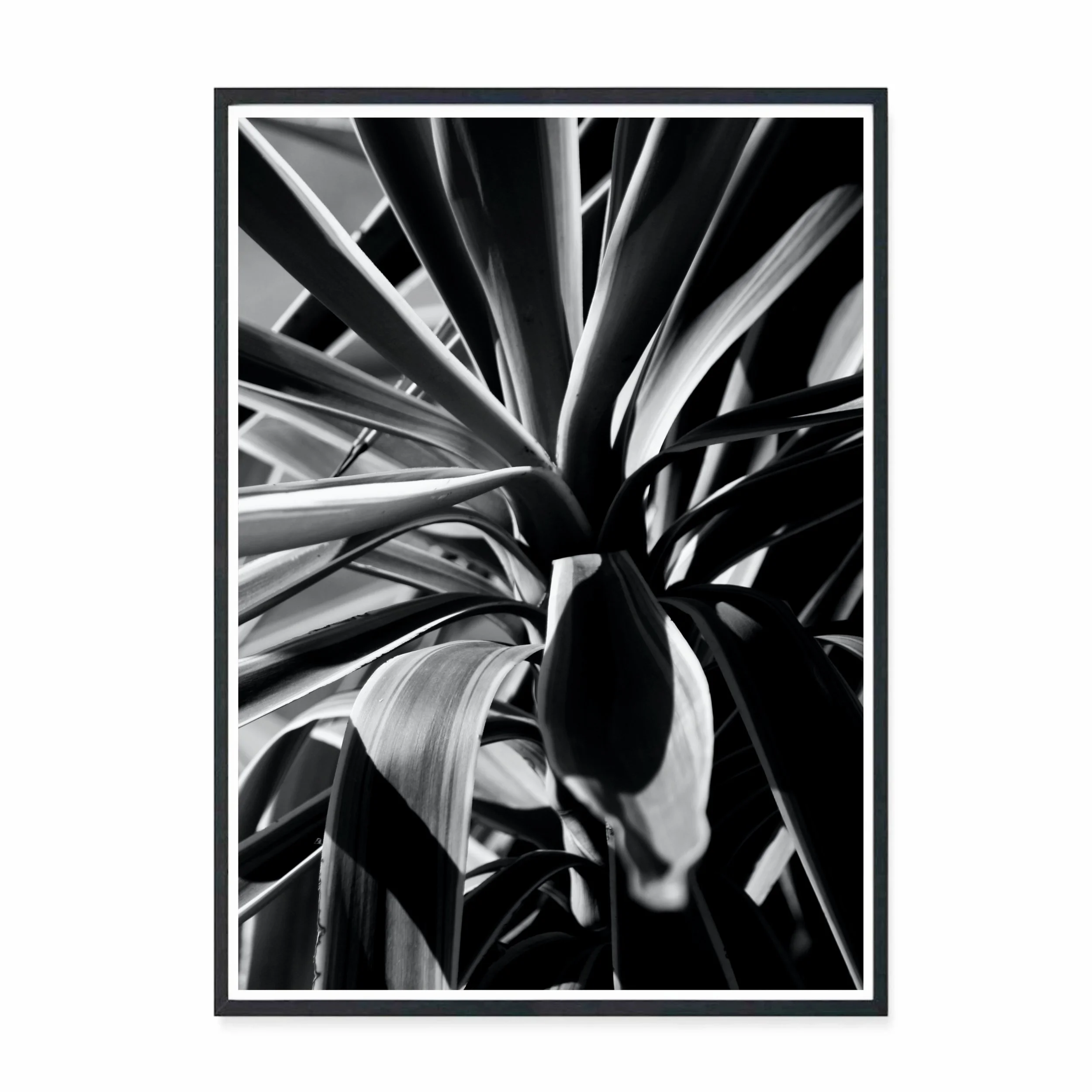 Yucca I bw .jpg