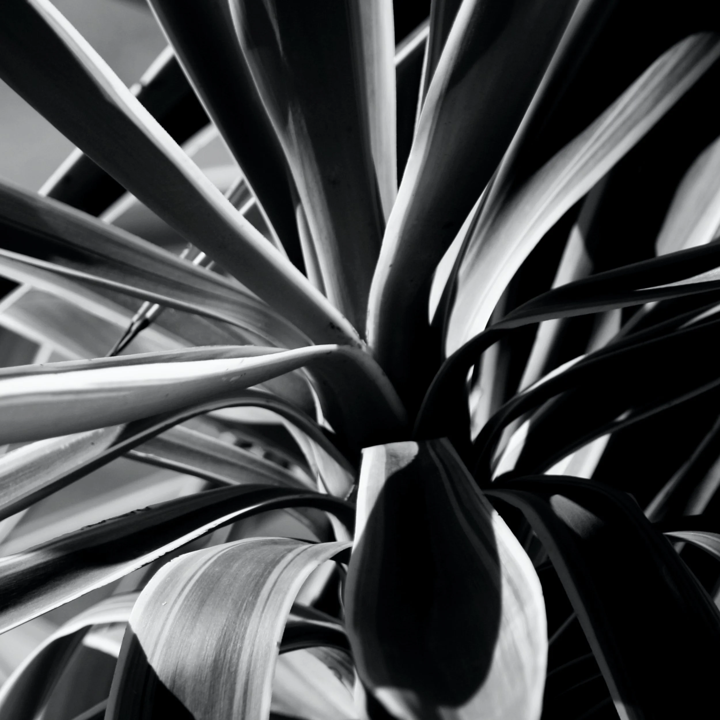Yucca I bw 2.jpg