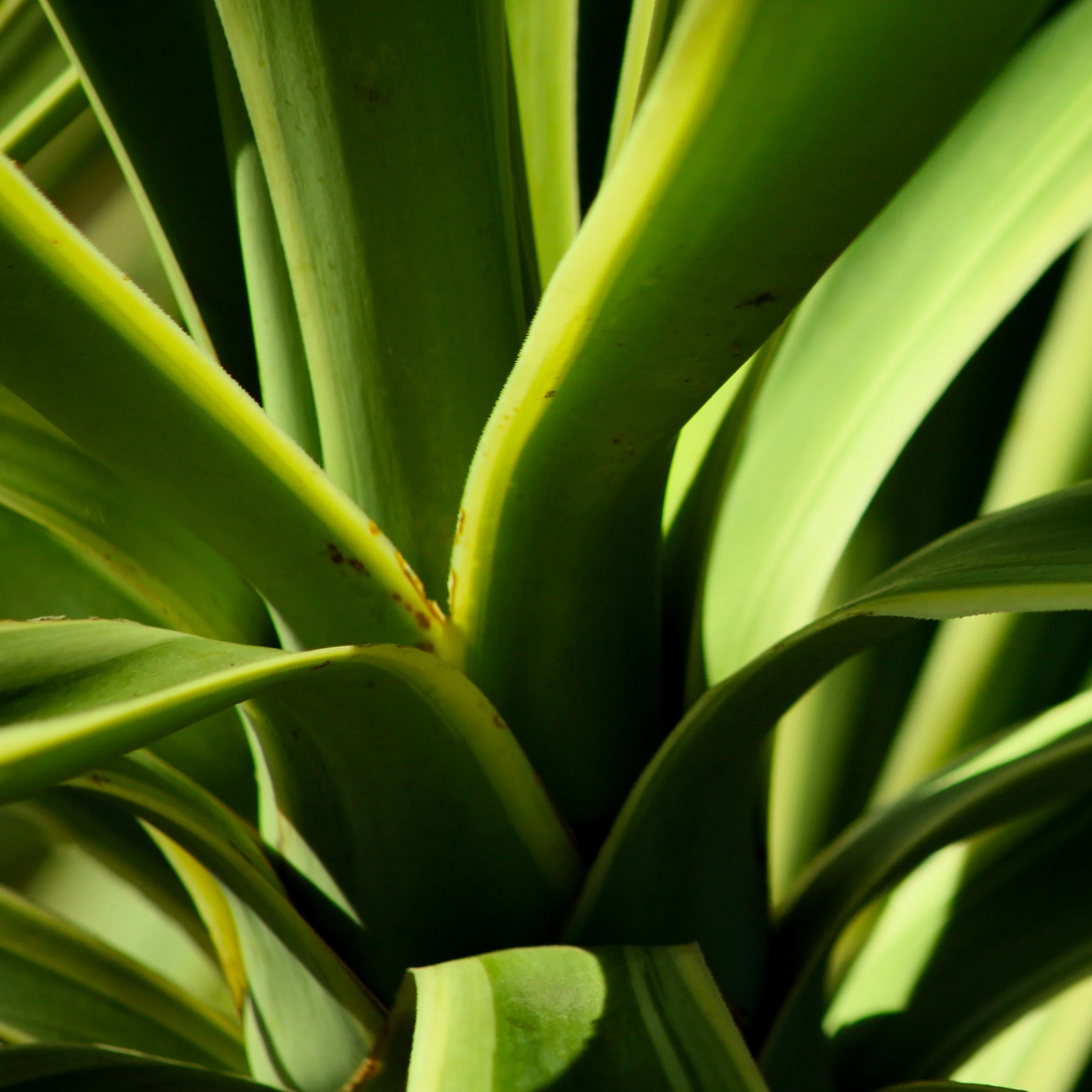 Yucca II 2.jpg