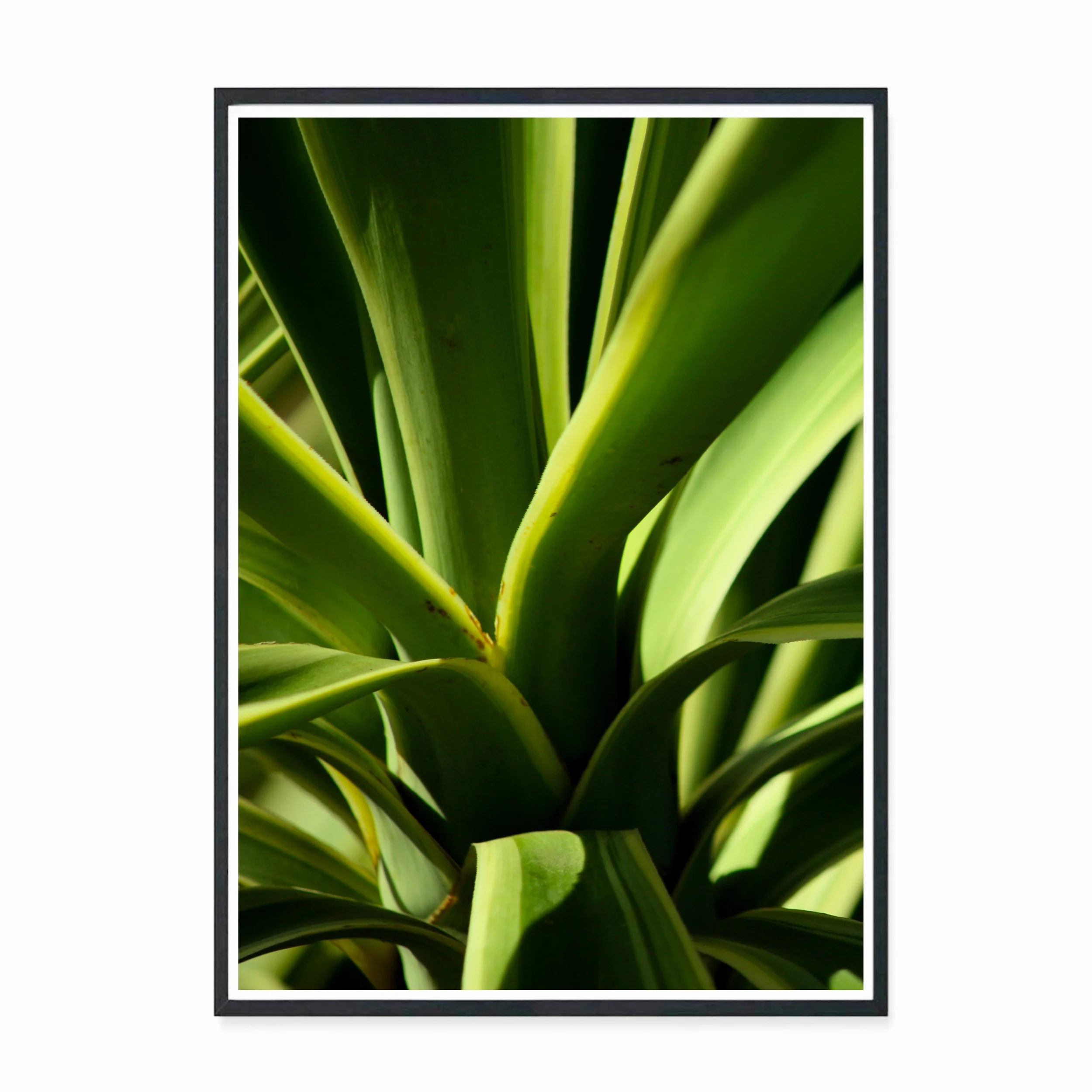 Yucca II .jpg