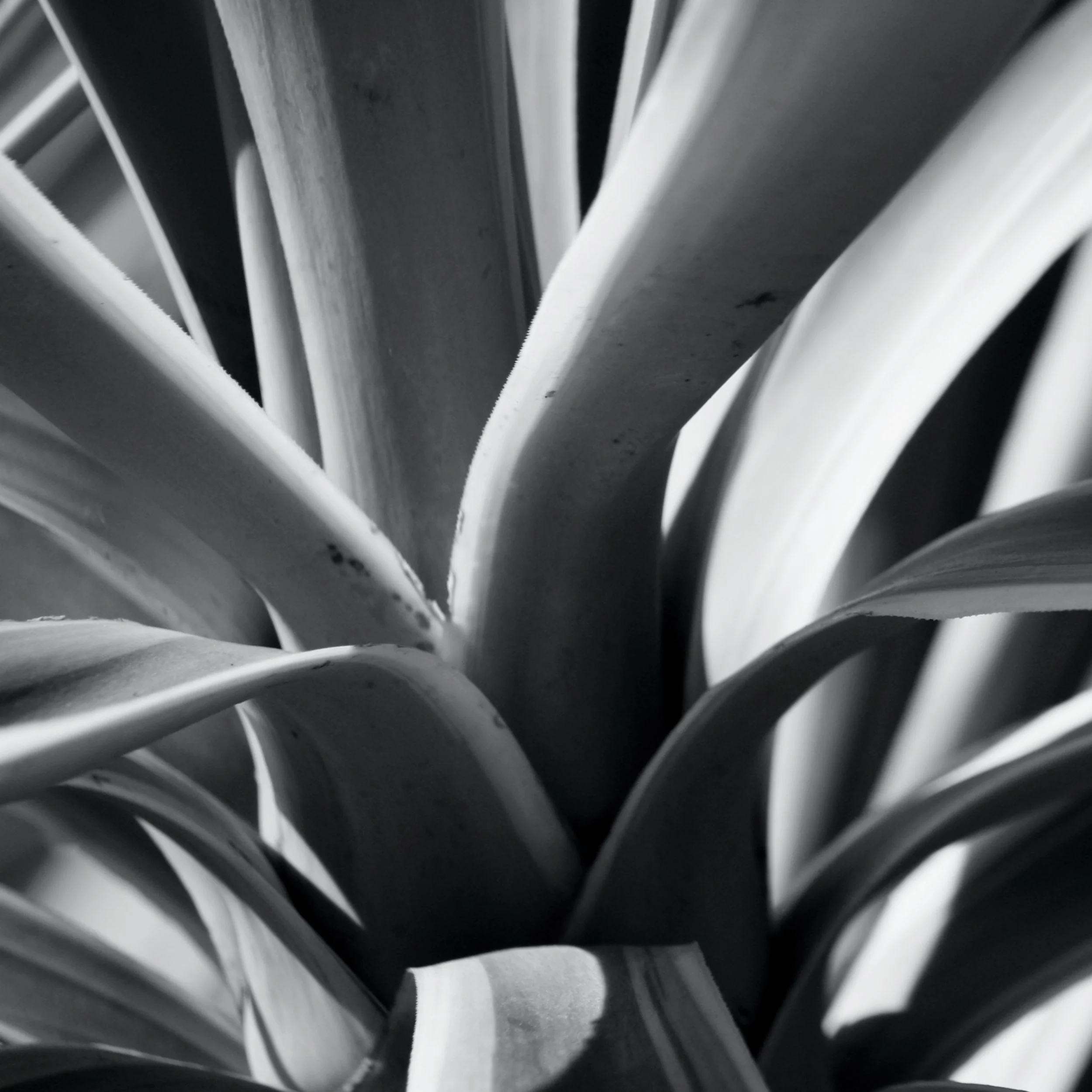 Yucca II bw 2.jpg