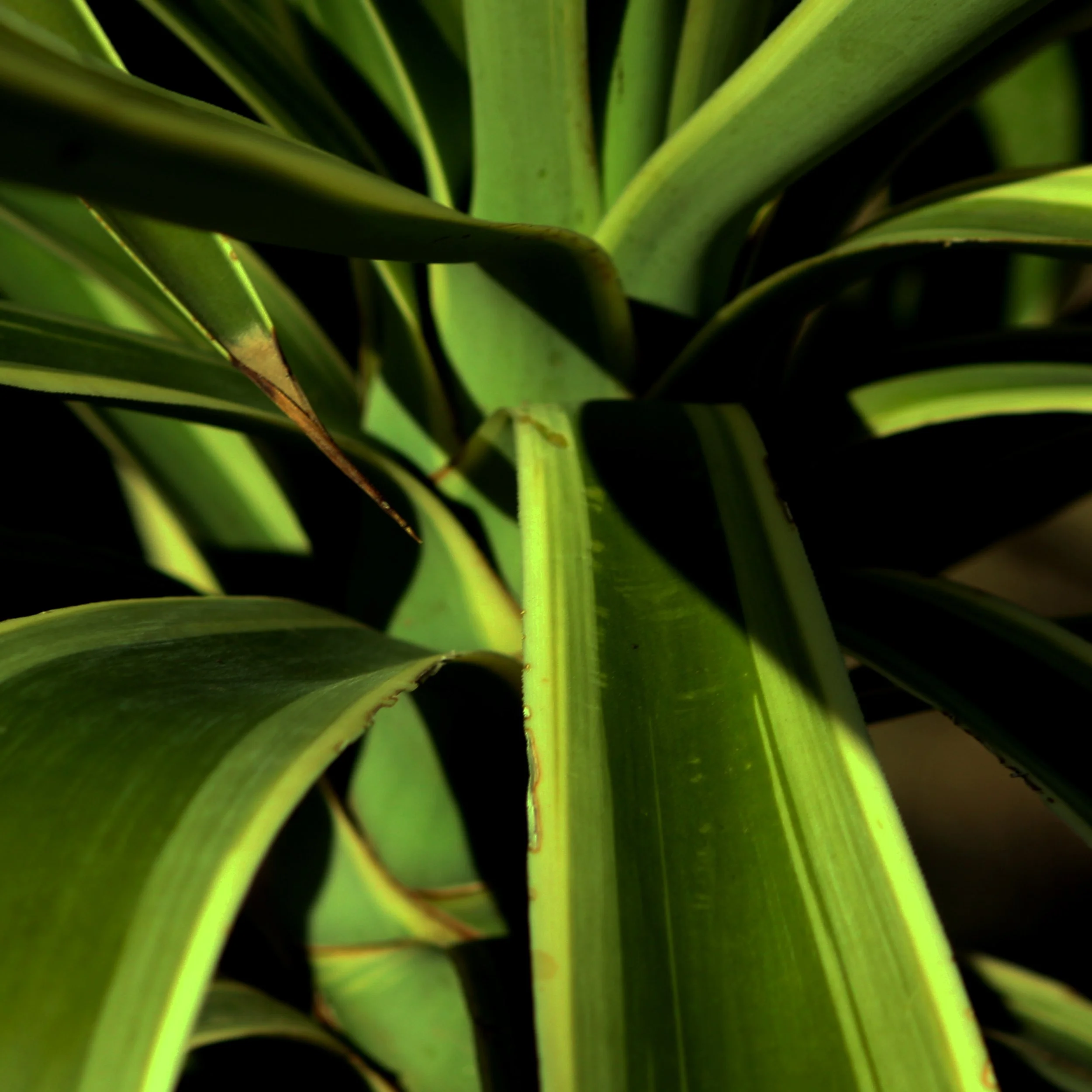 Yucca III 2.jpg