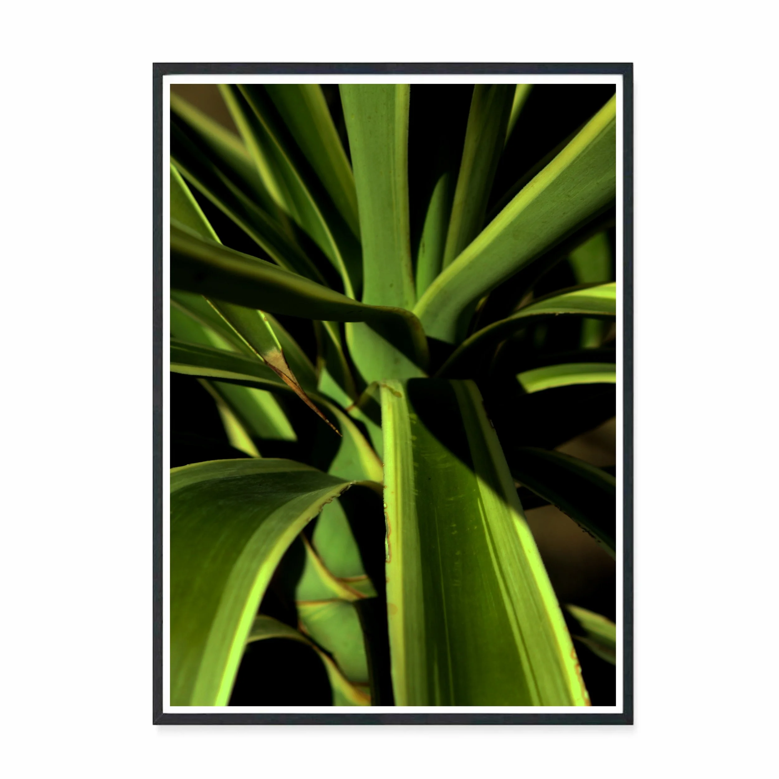 Yucca III .jpg
