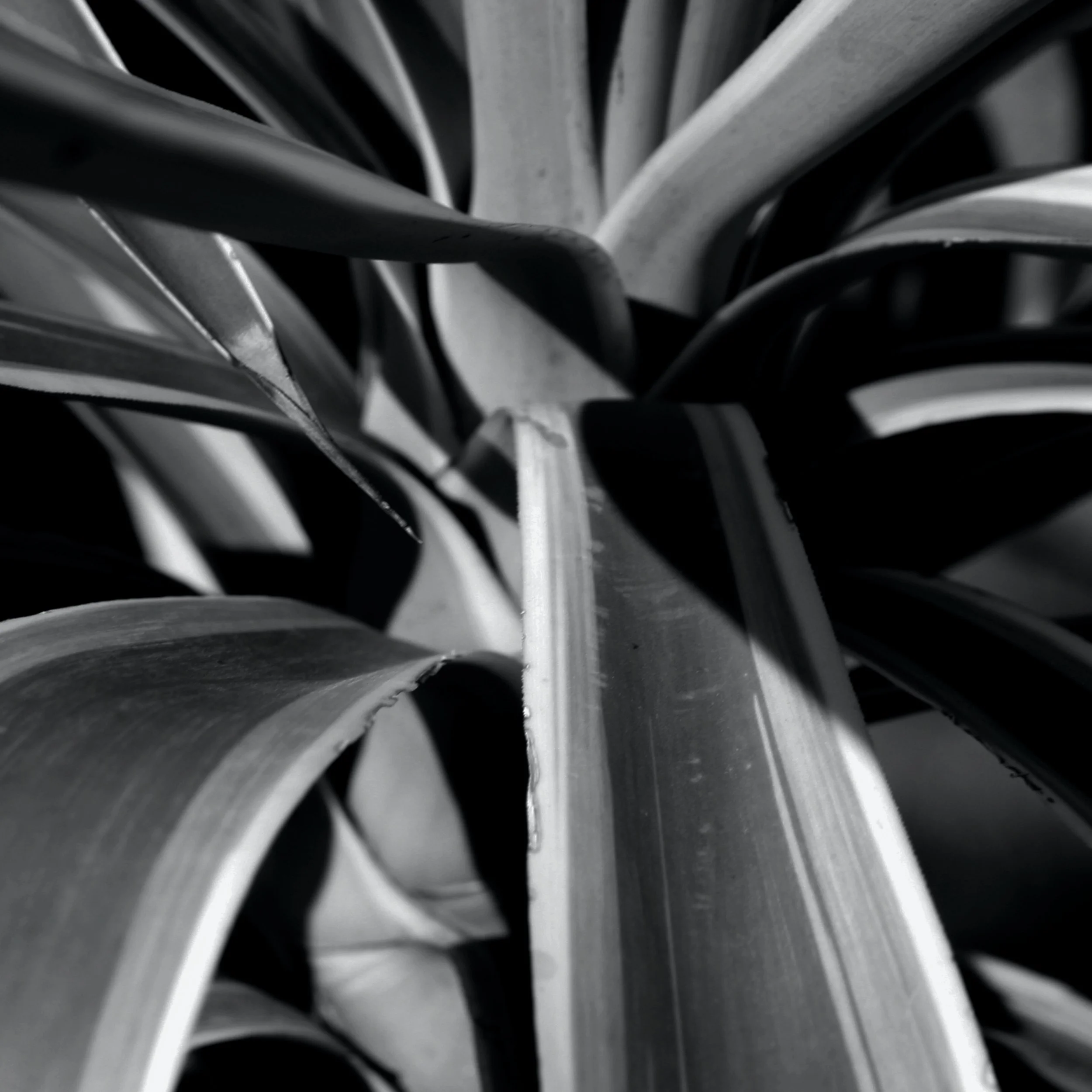 Yucca III bw 2.jpg
