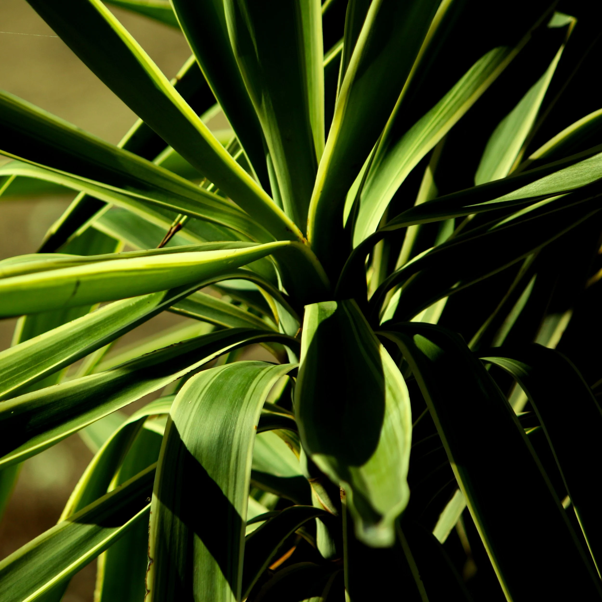 Yucca IV 2.jpg