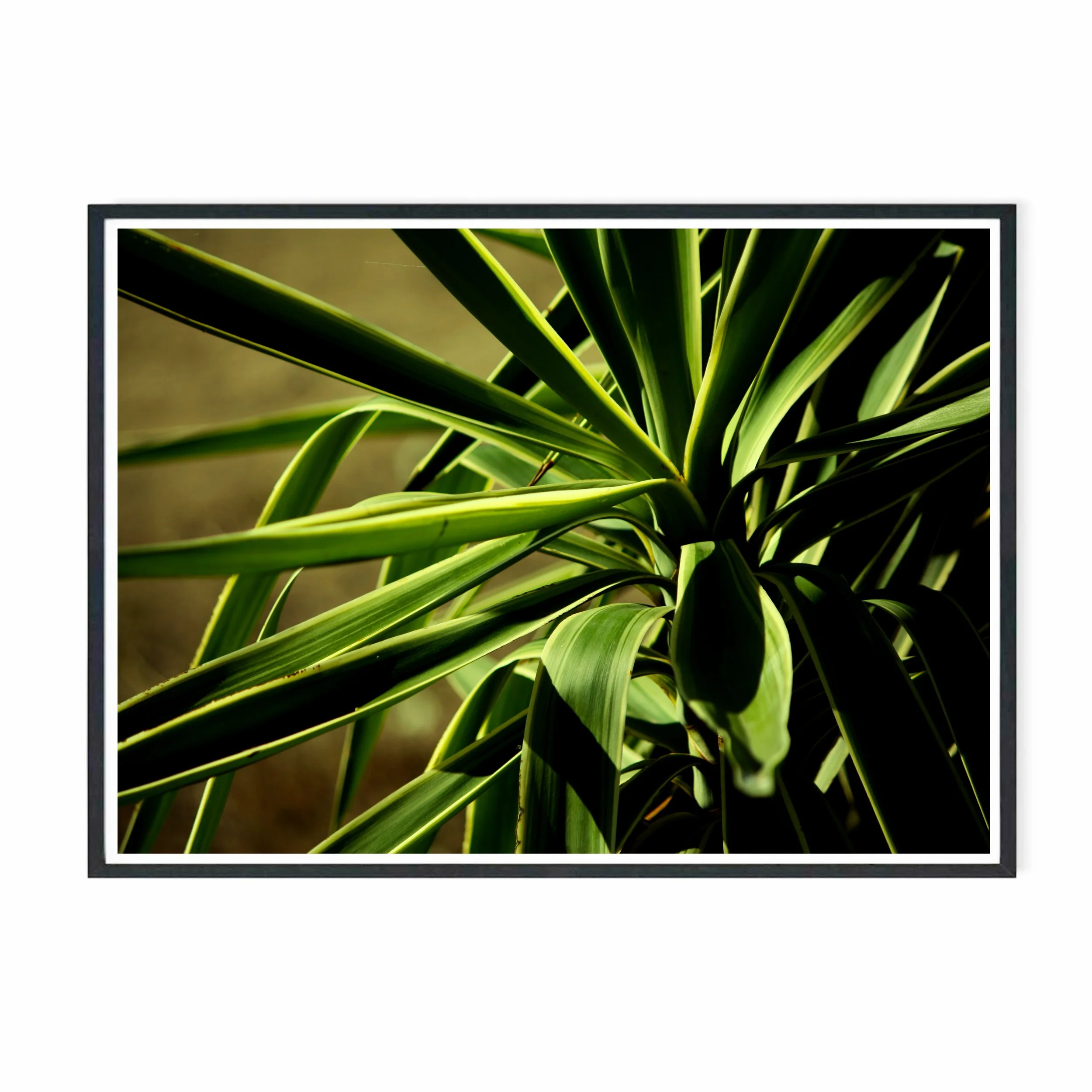 Yucca IV .jpg