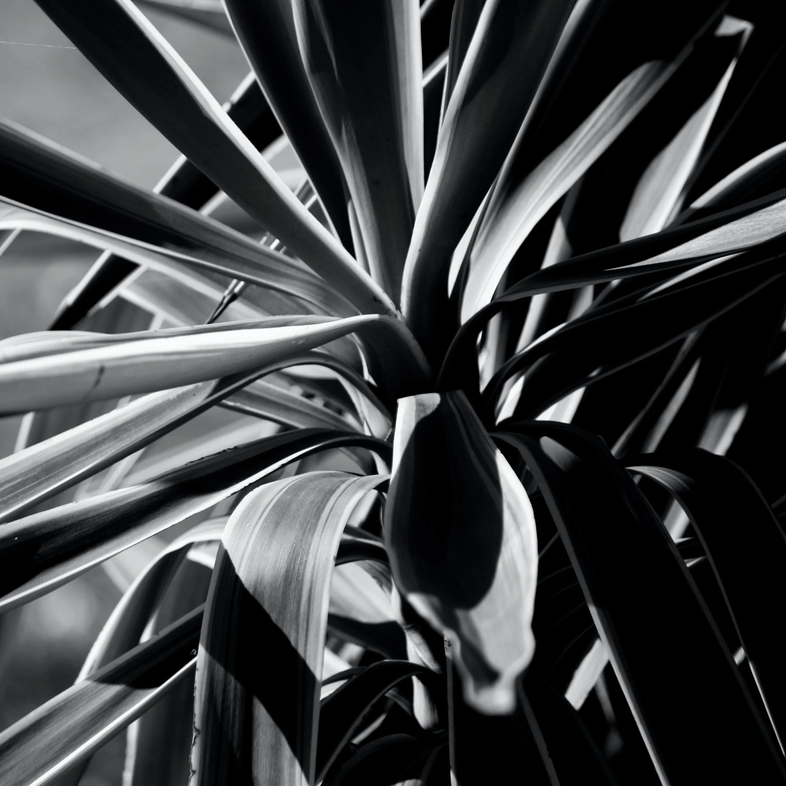 Yucca IV bw 2.jpg