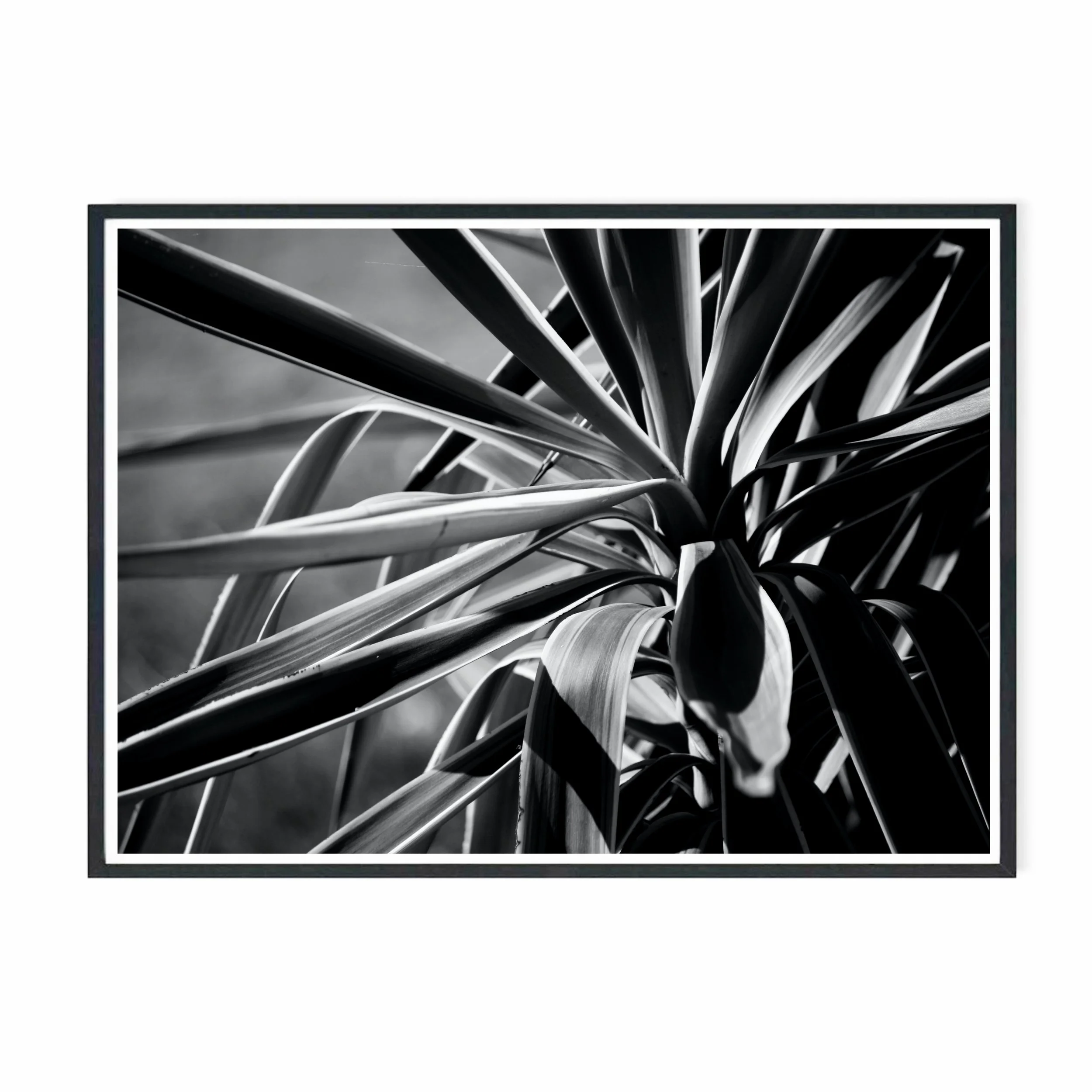 Yucca IV bw .jpg