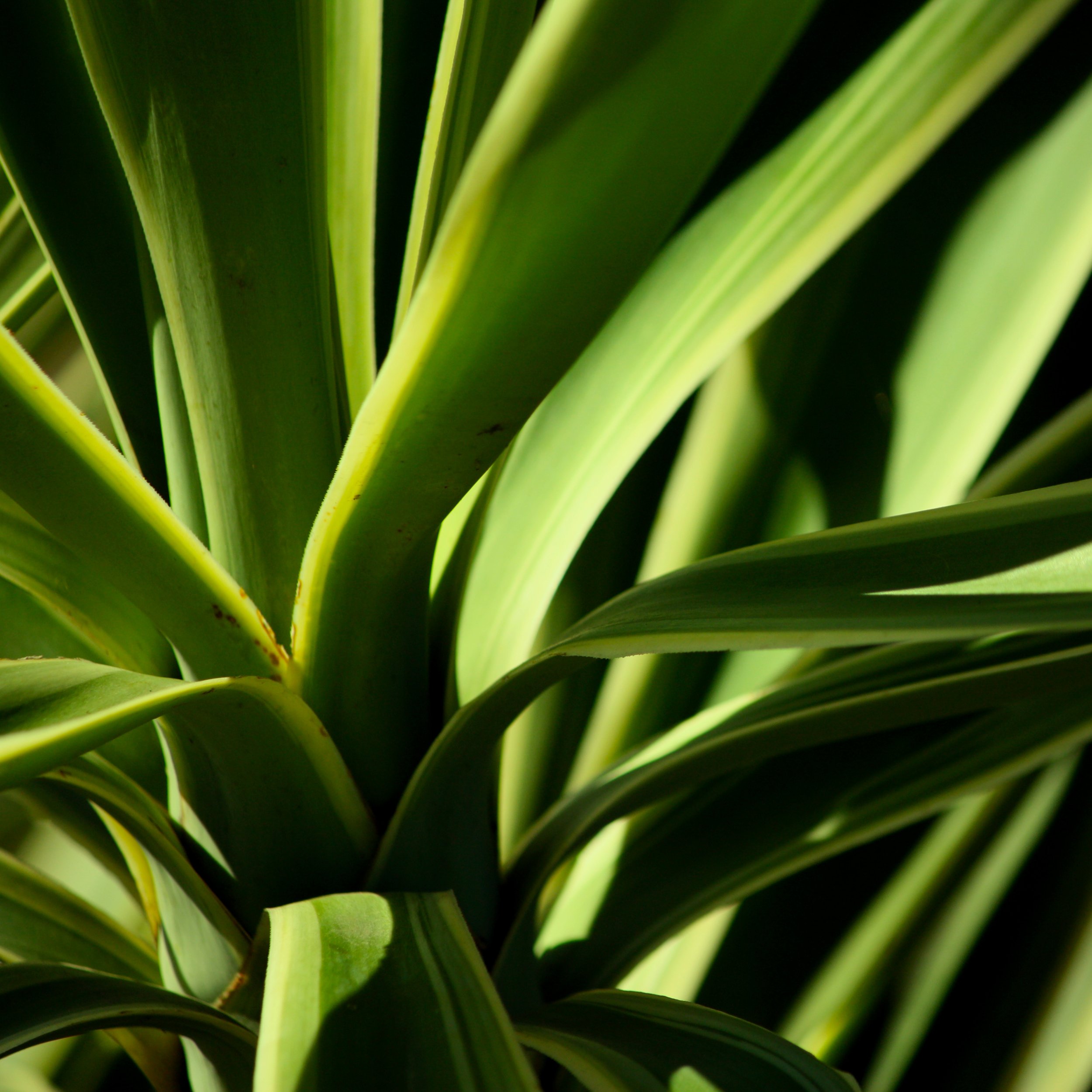 Yucca V 2.jpg