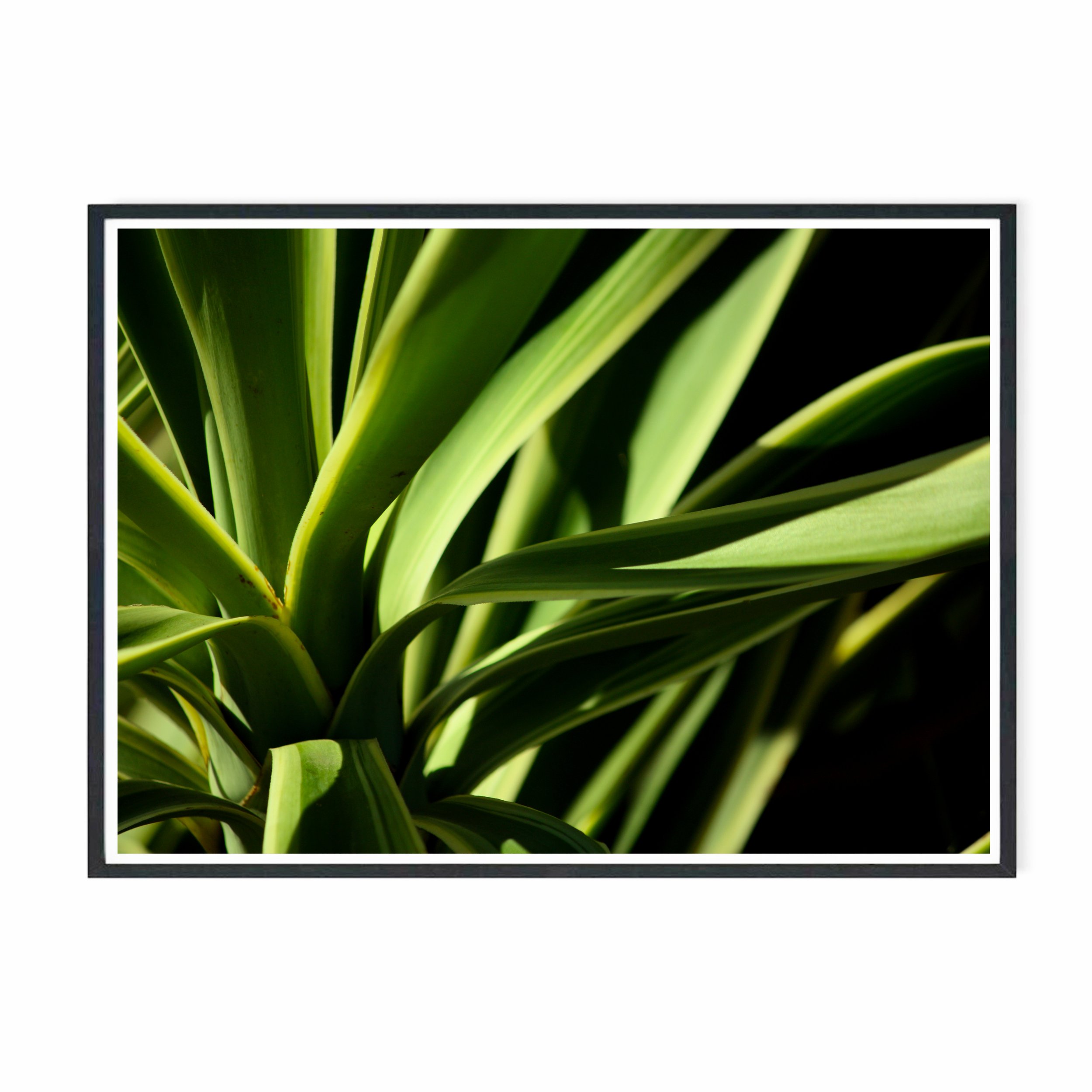 Yucca V.jpg