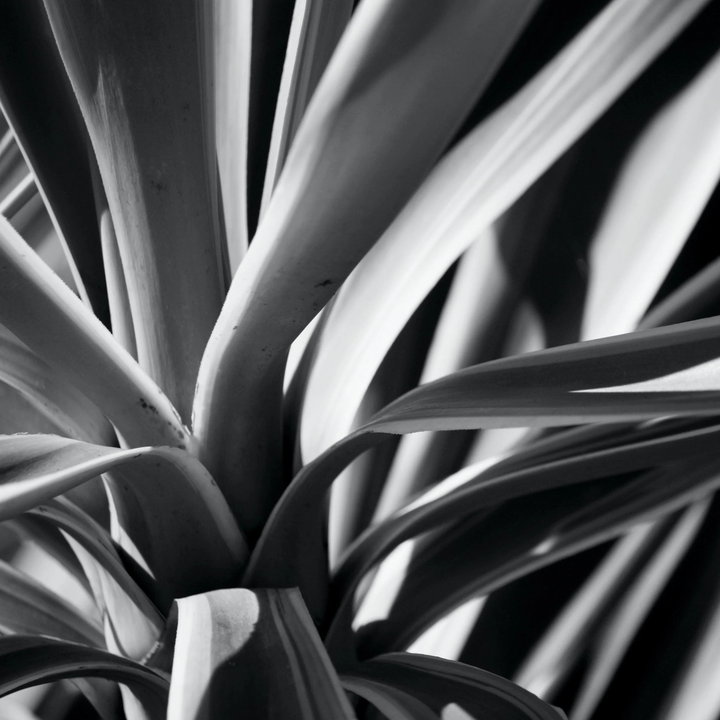Yucca V bw 2.jpg