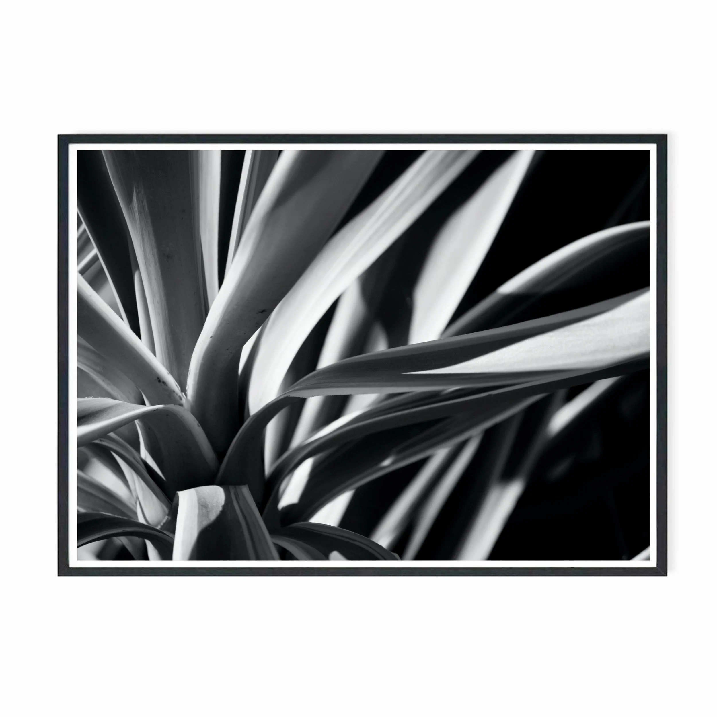 Yucca V bw.jpg