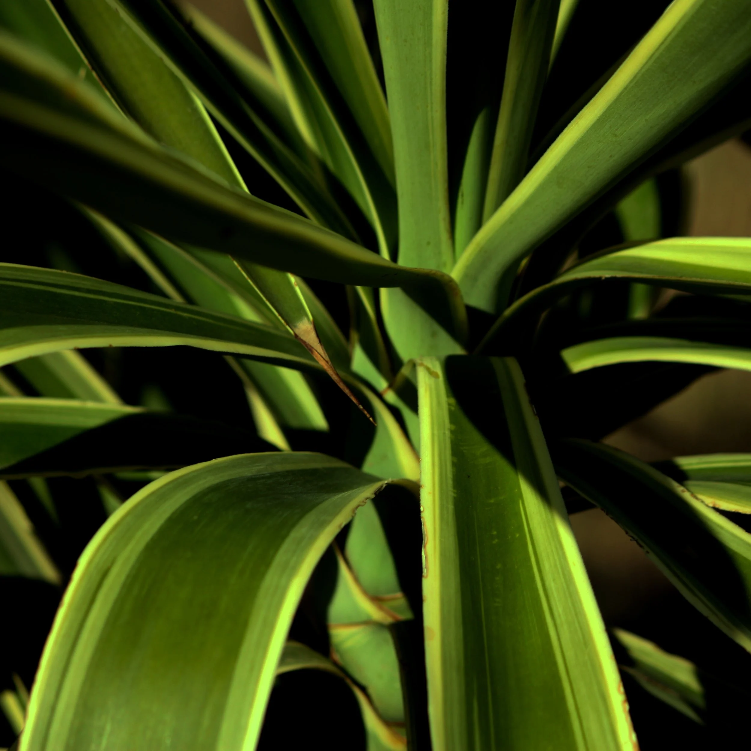 Yucca VI 2.jpg