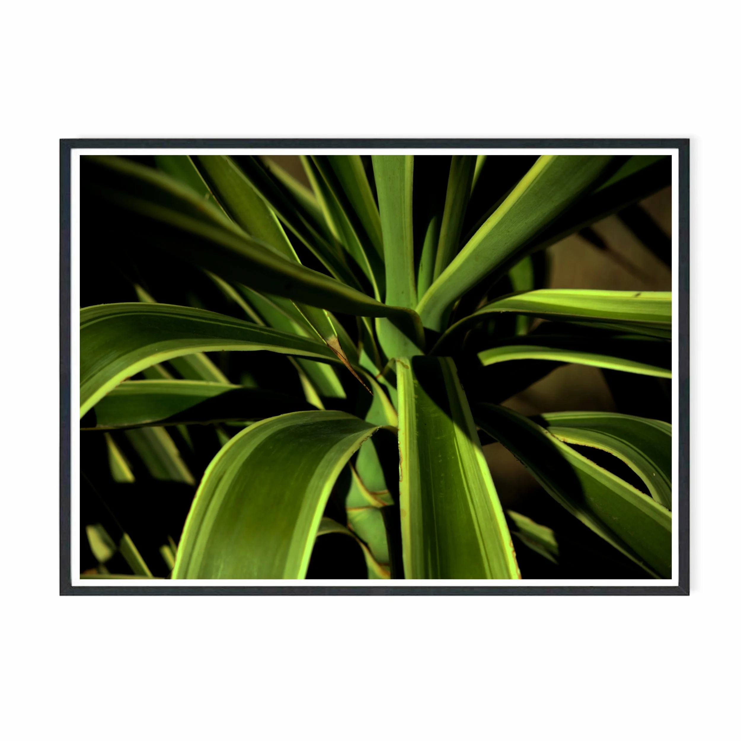 Yucca VI.jpg