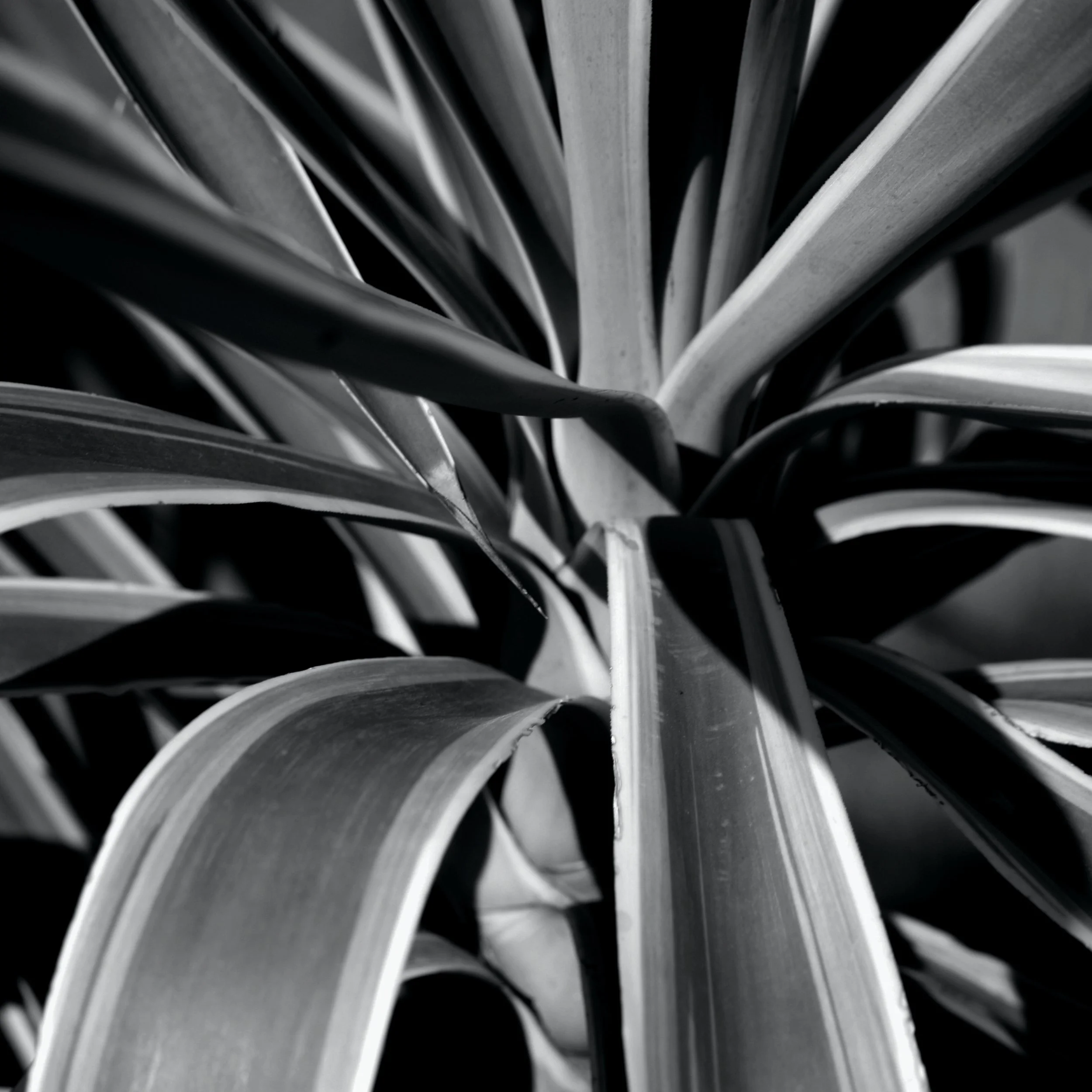 Yucca VI bw 2.jpg