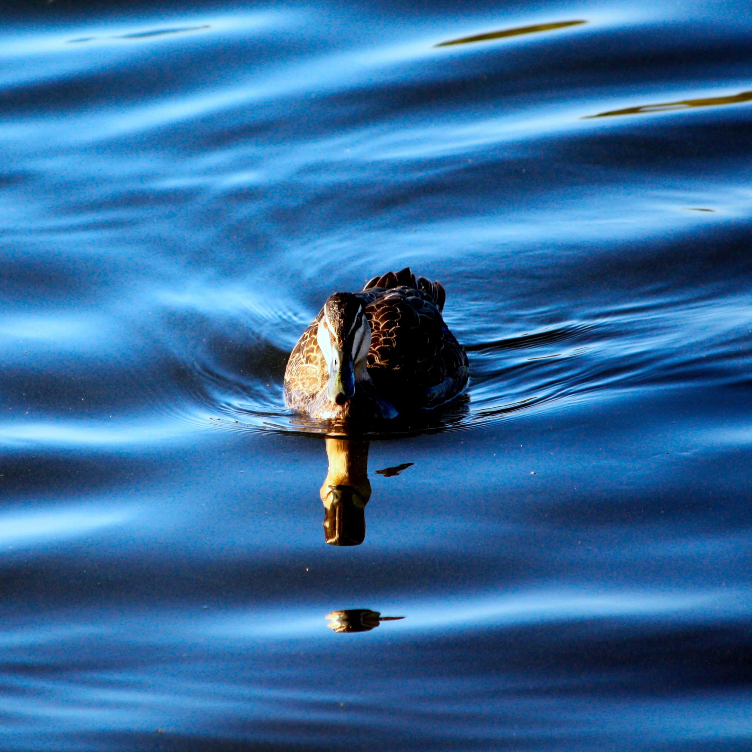 Ripples 2.jpg