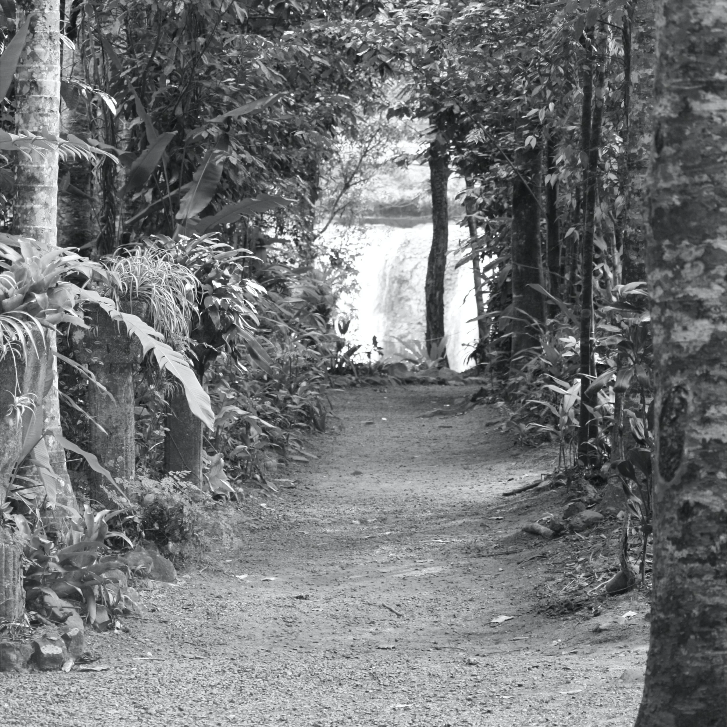Paronella Path 2.jpg