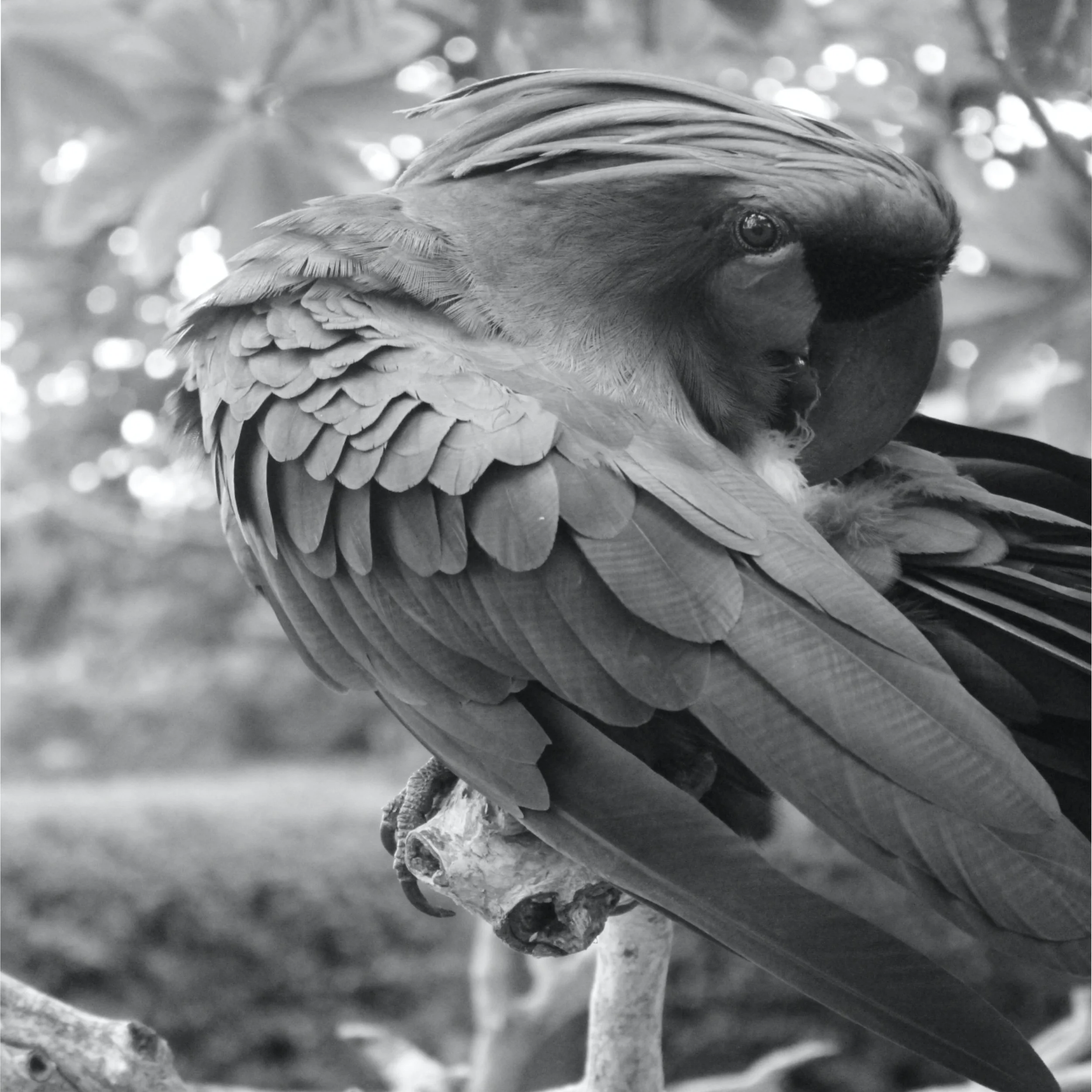 Bali Bird 2.jpg