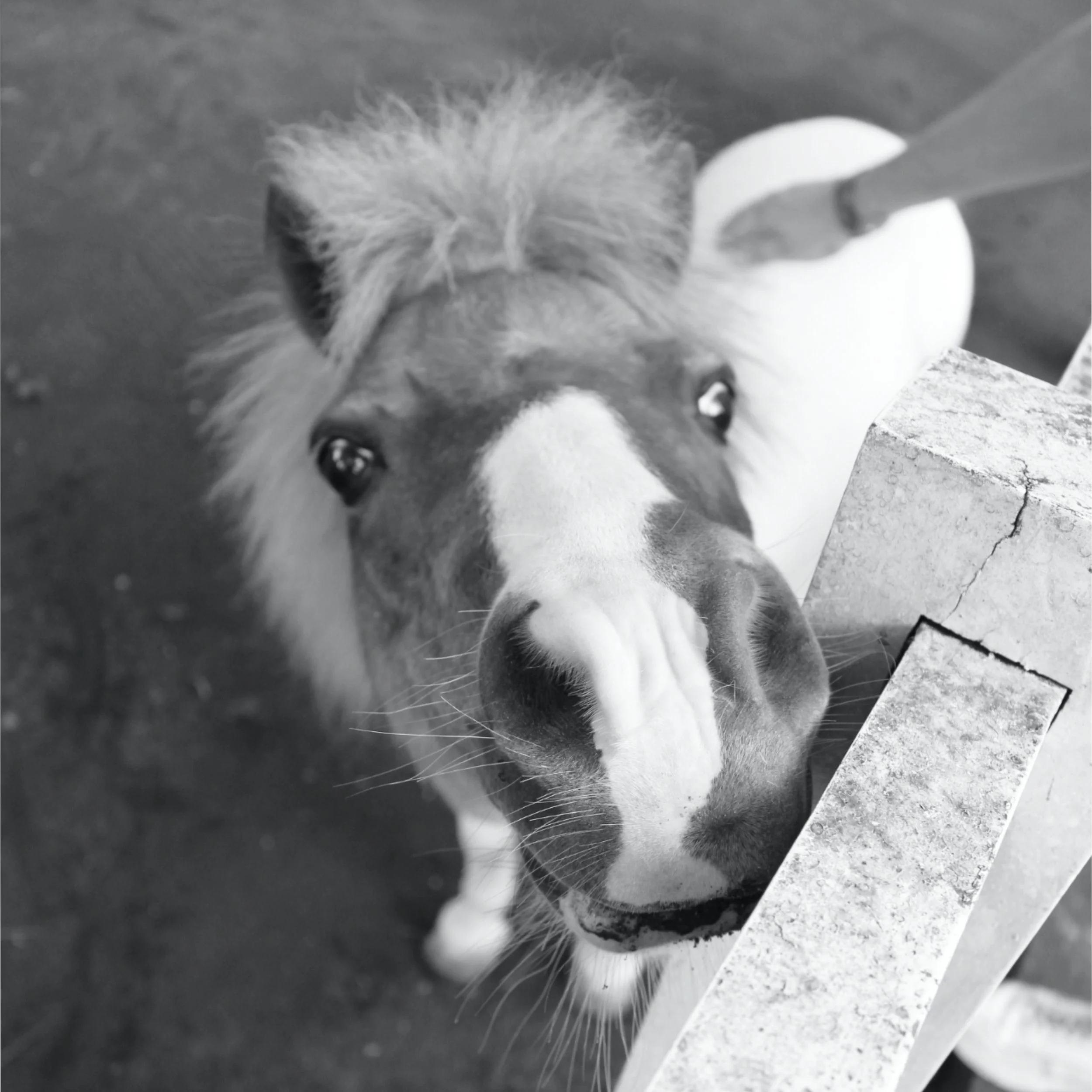 Bali Pony 2.jpg