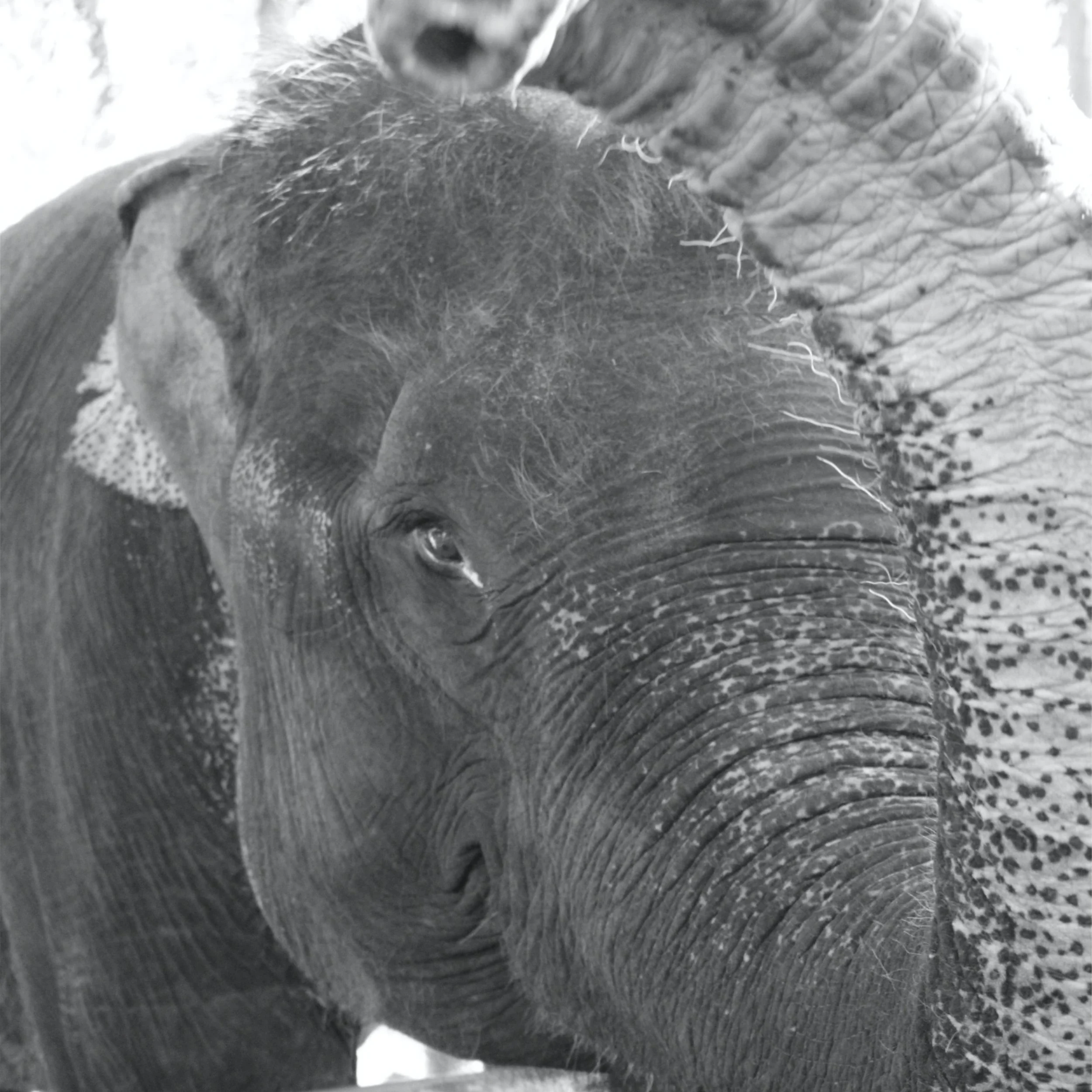 Baliphant I 2.jpg