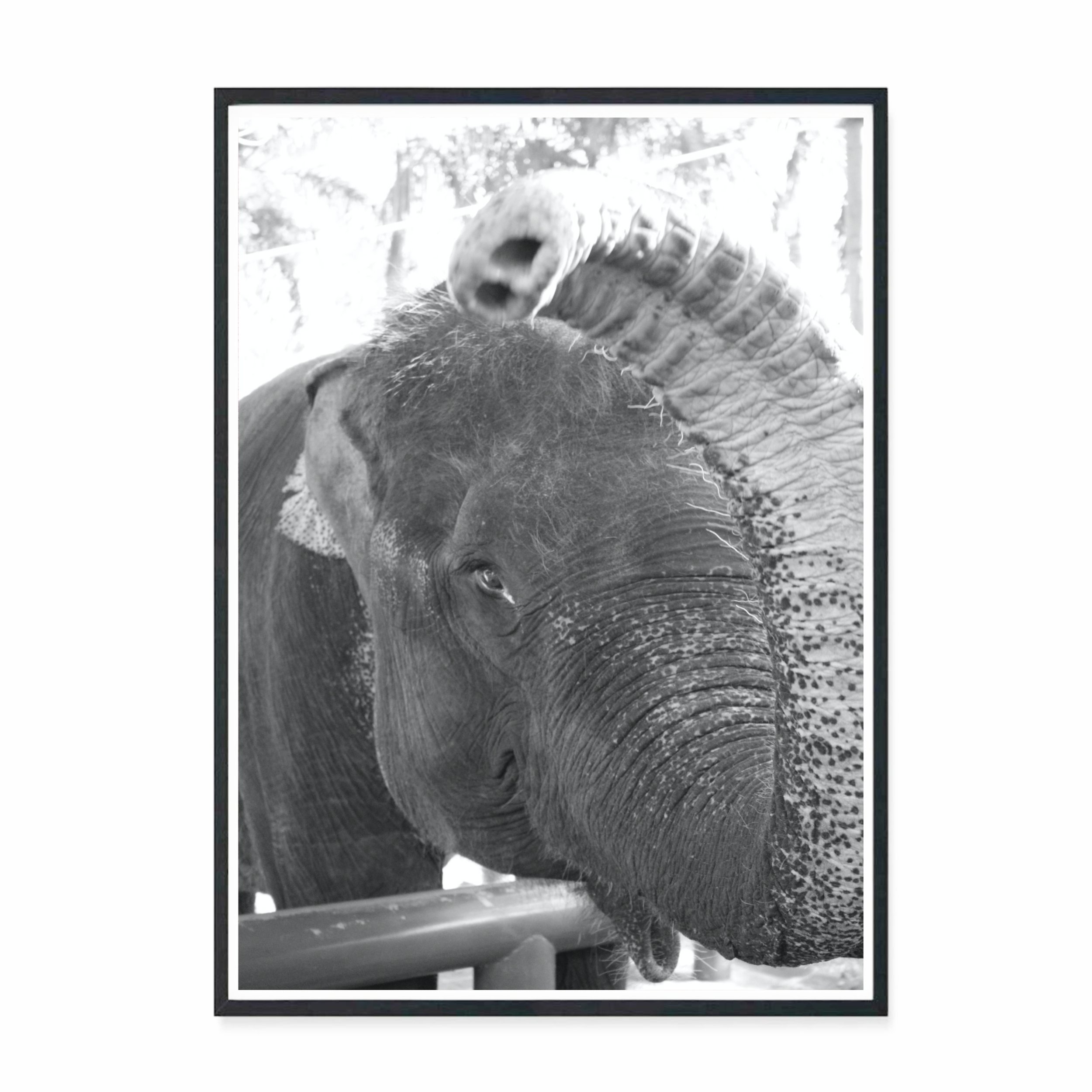 Baliphant I.jpg