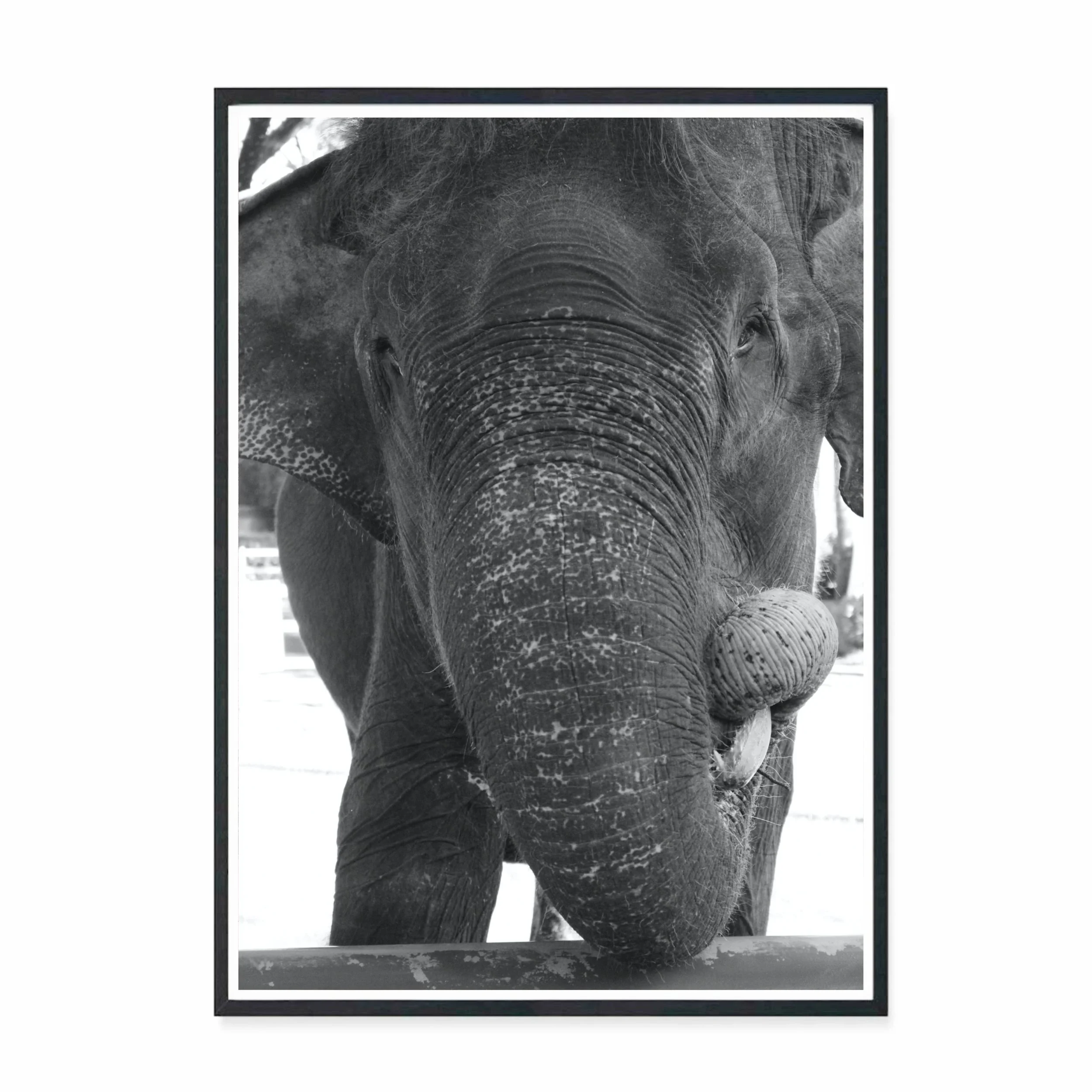Bali-phant II.jpg