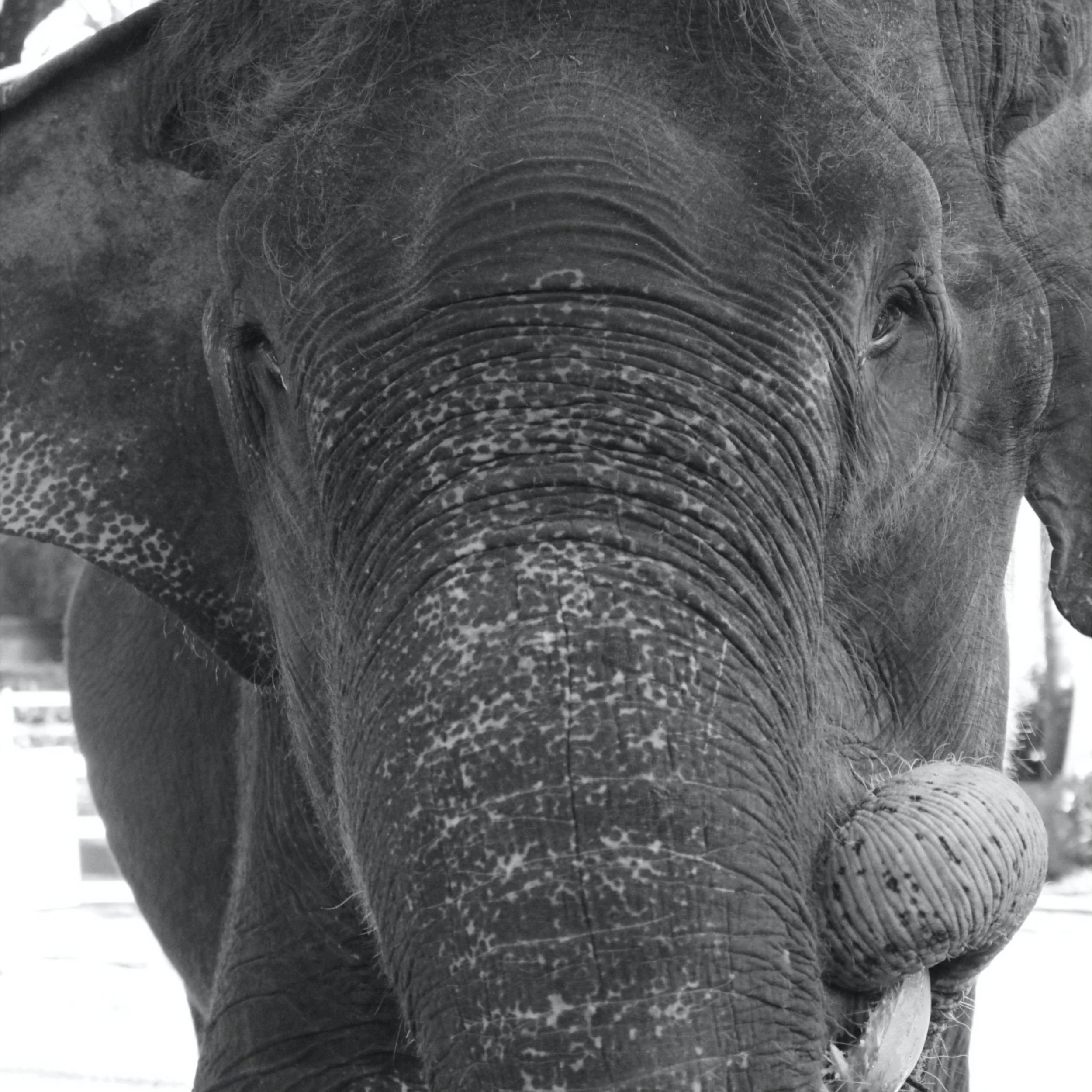 Baliphant II 2.jpg