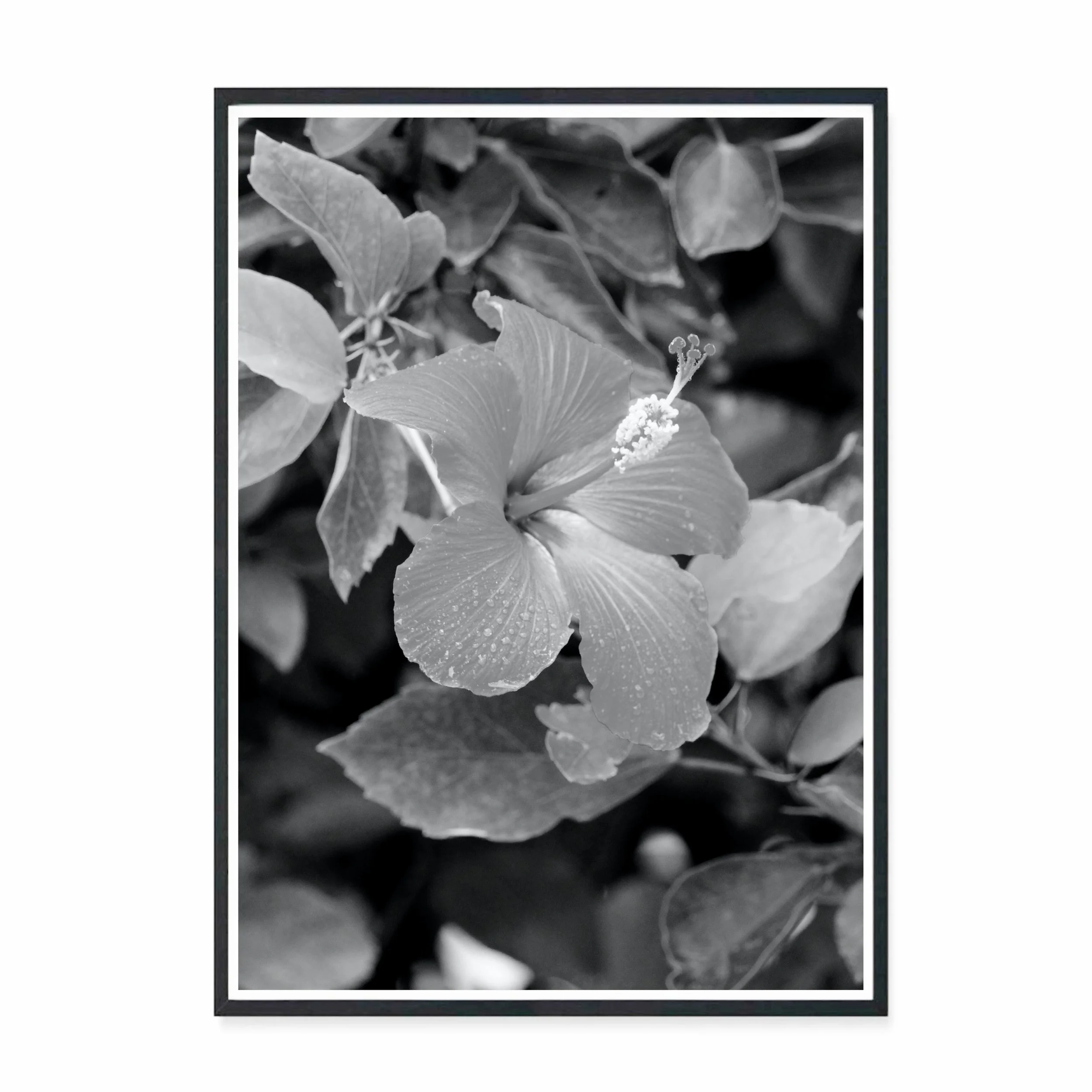 Dew BW