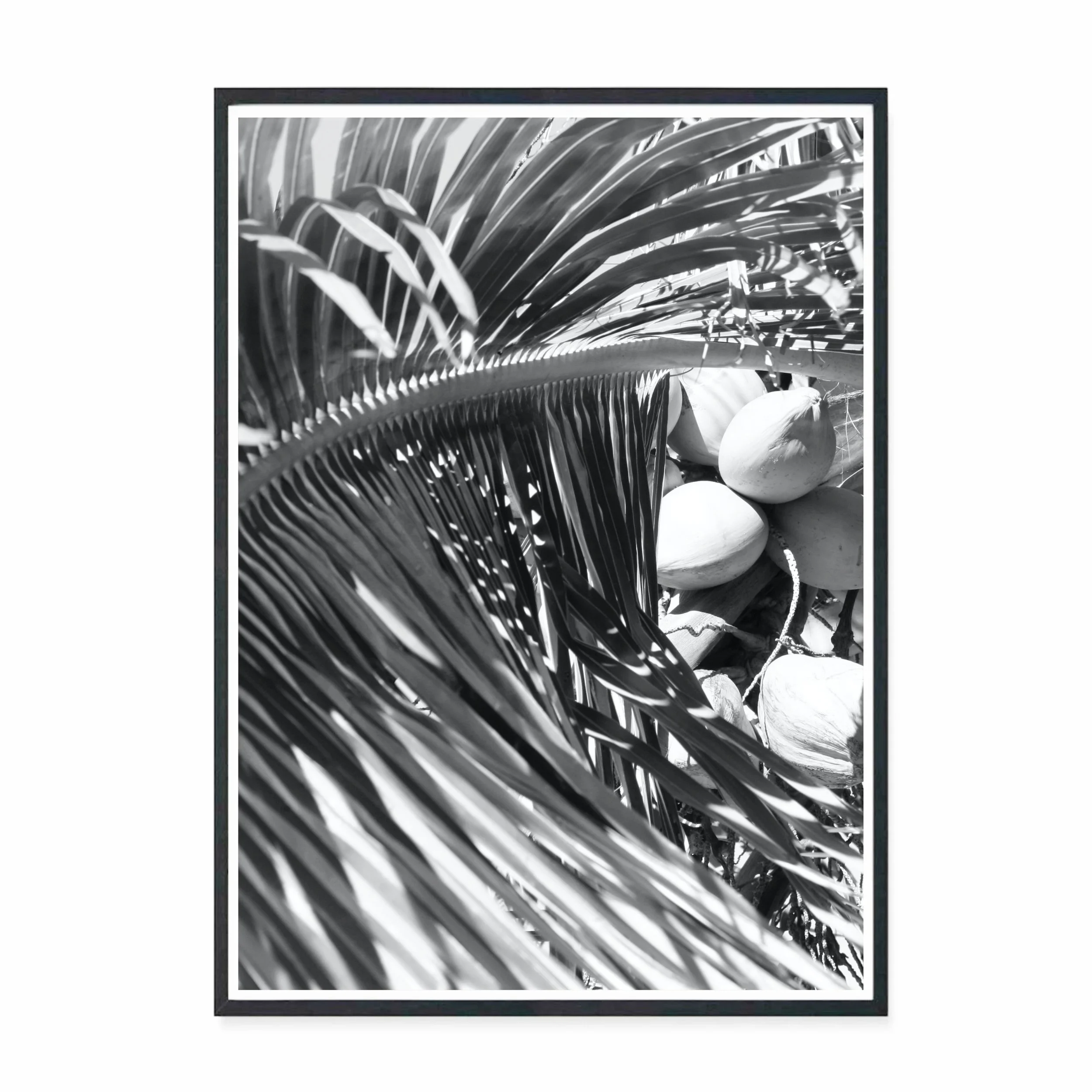 Coconut Tree