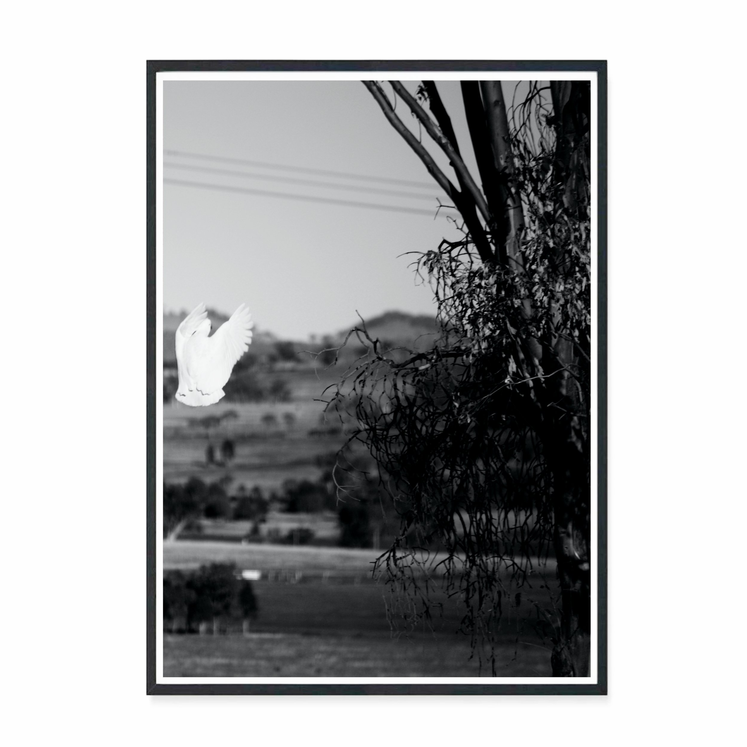 Land